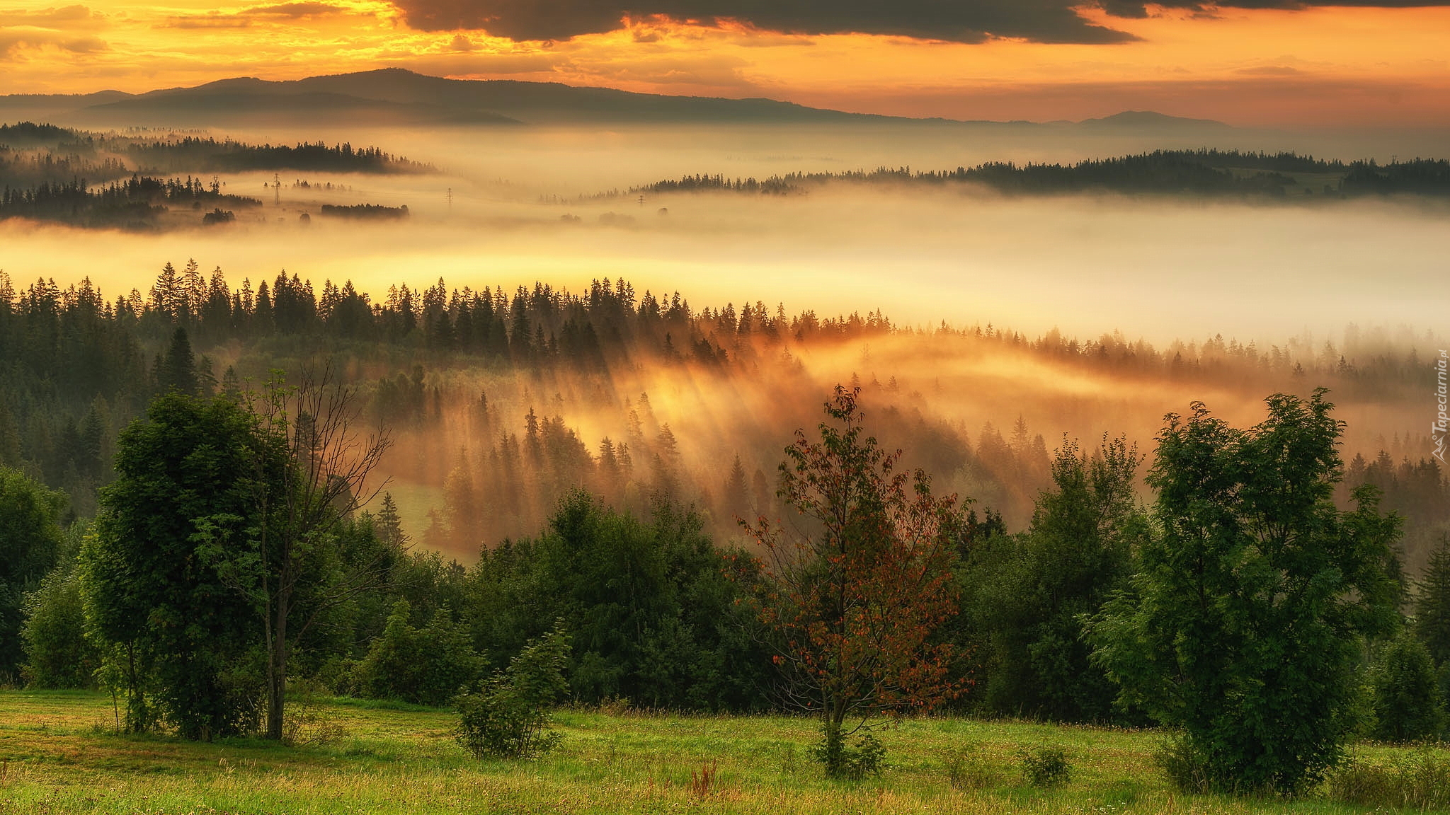 Góry, Lasy, Drzewa, Pole, Mgła, Wschód słońca