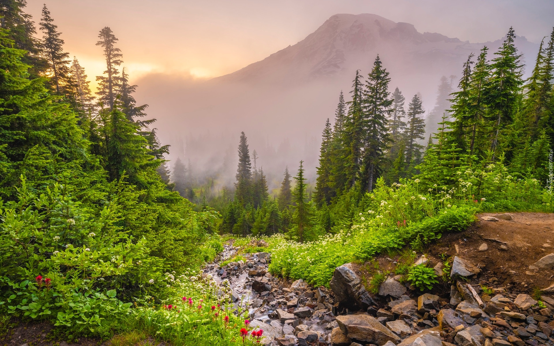 Stany Zjednoczone, Waszyngton, Park Narodowy Mount Rainier, Góry, Wąwóz, Szlak Pinnacle Saddle Hike, Drzewa, Kamienie, Mgła