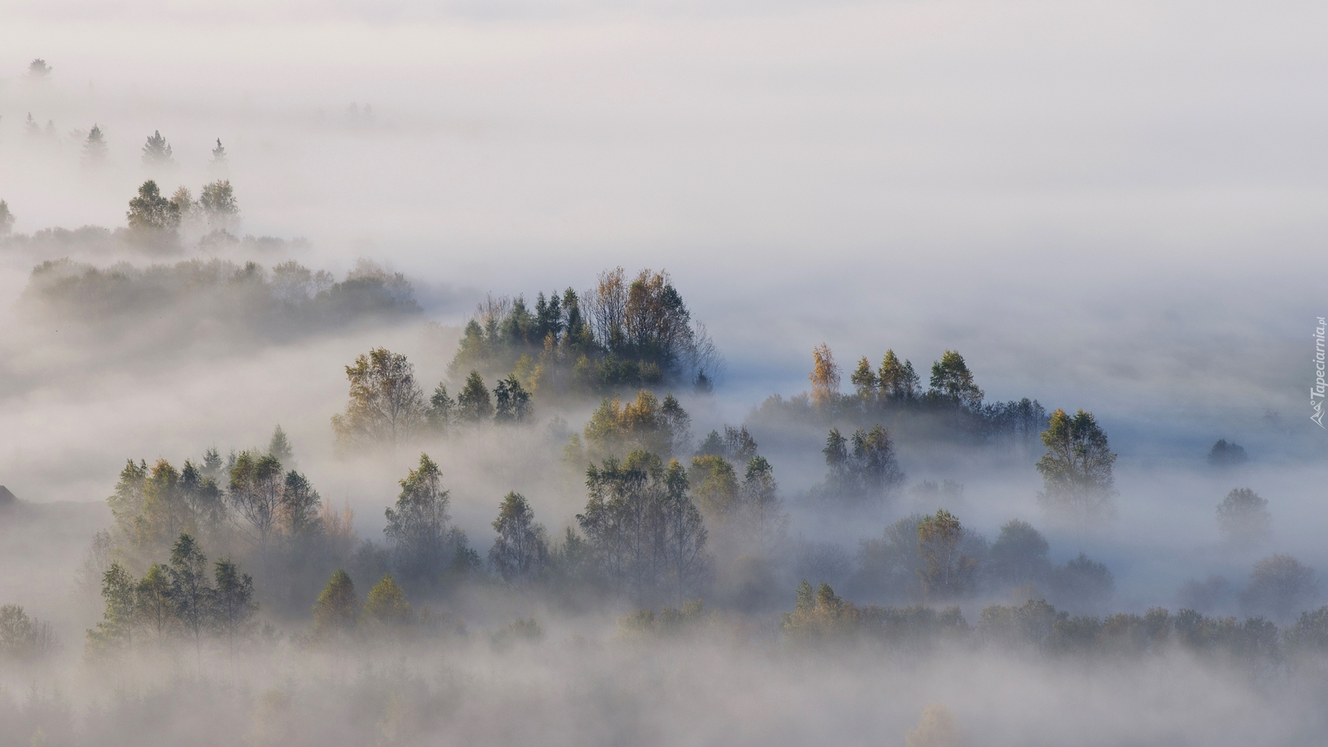 Jesień, Las, Drzewa, Mgła, Poranek, Pieniny, Polska