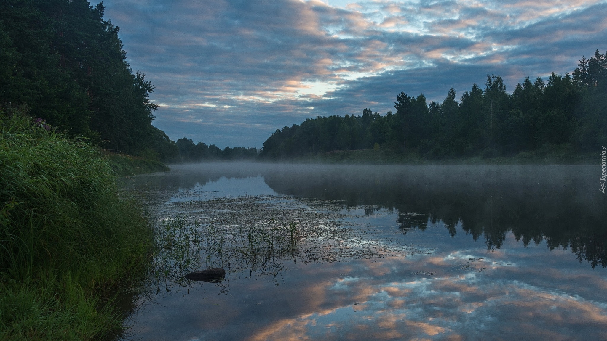 Rzeka, Mgła, Trawa, Drzewa