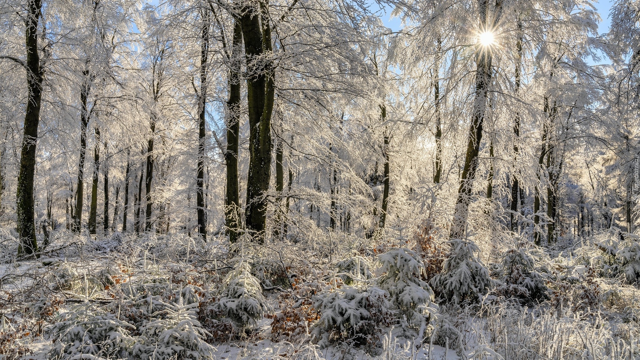 Wschód słońca, Zima, Las, Drzewa, Promienie słońca