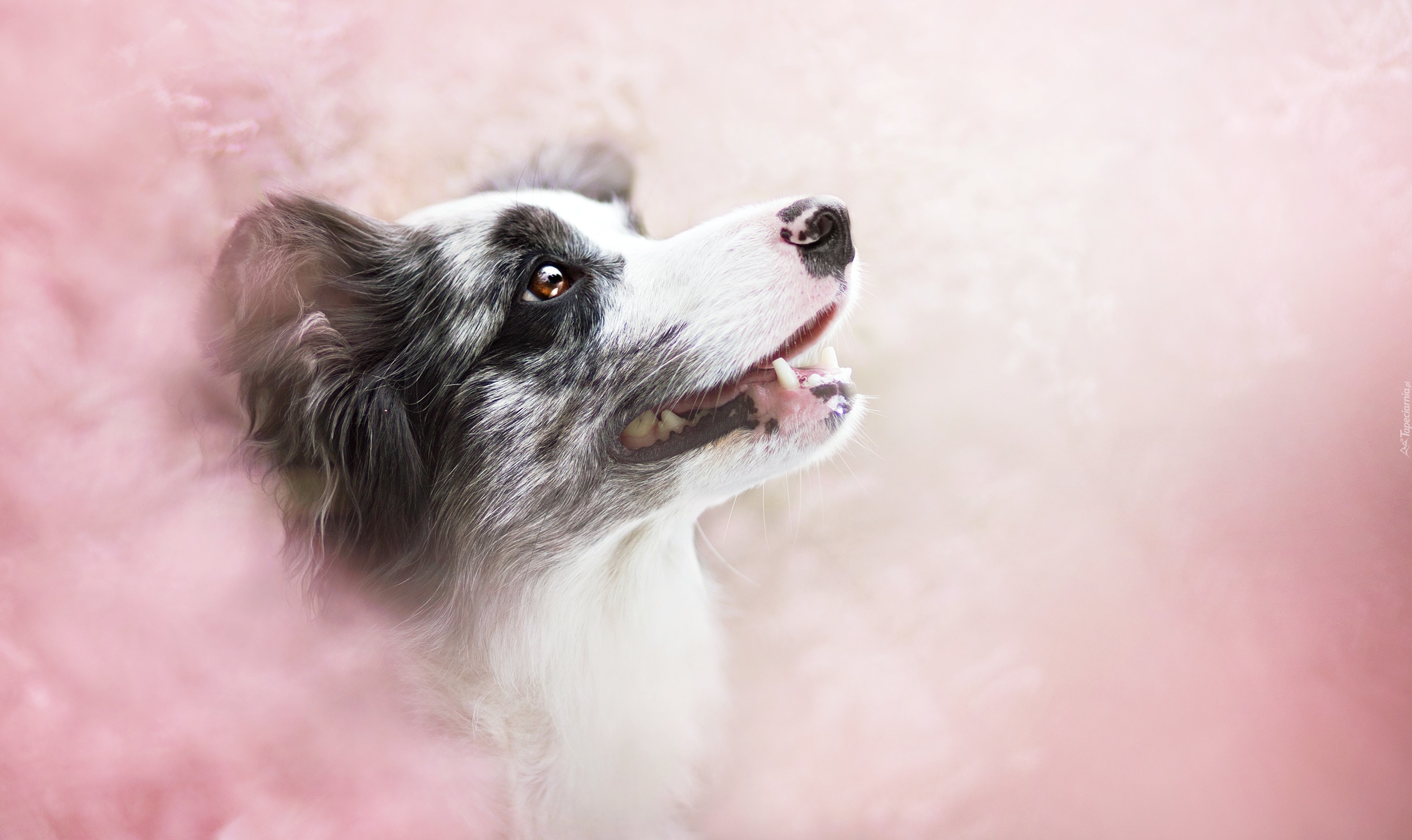 Portret, Border collie, Rozmyte, Tło