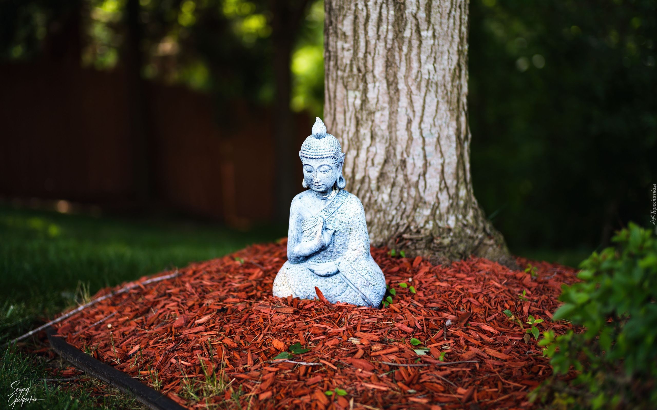 Budda, Posążek, Drzewo, Dekoracja