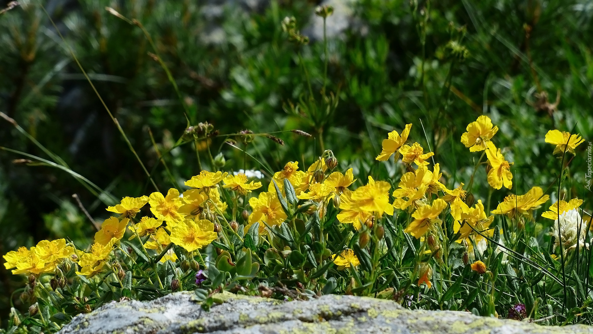 Kwiaty, Żółte, Kwiaty, Posłonki alpejskie skalne