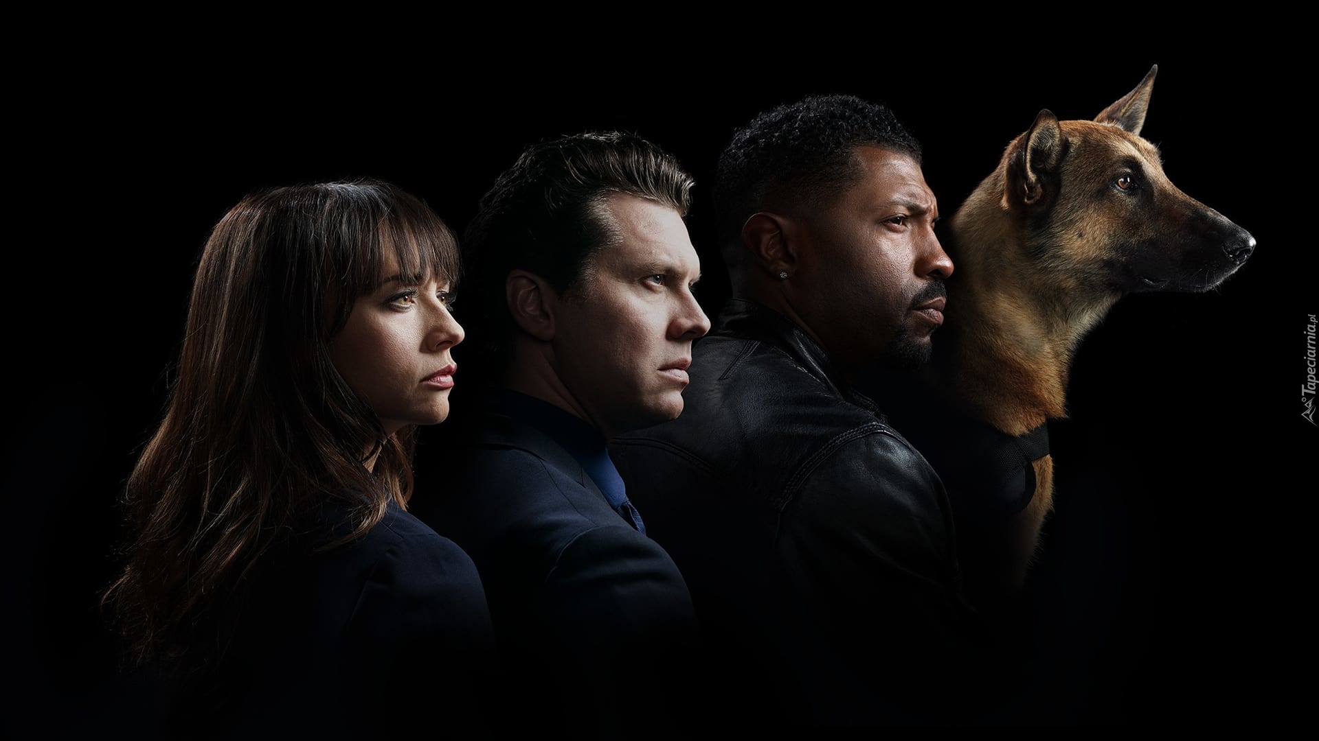 Serial, Angie Tribeca, Rashida Jones, Hayes MacArthur, Deon Cole, Pies, Owczarek belgijski Malinois