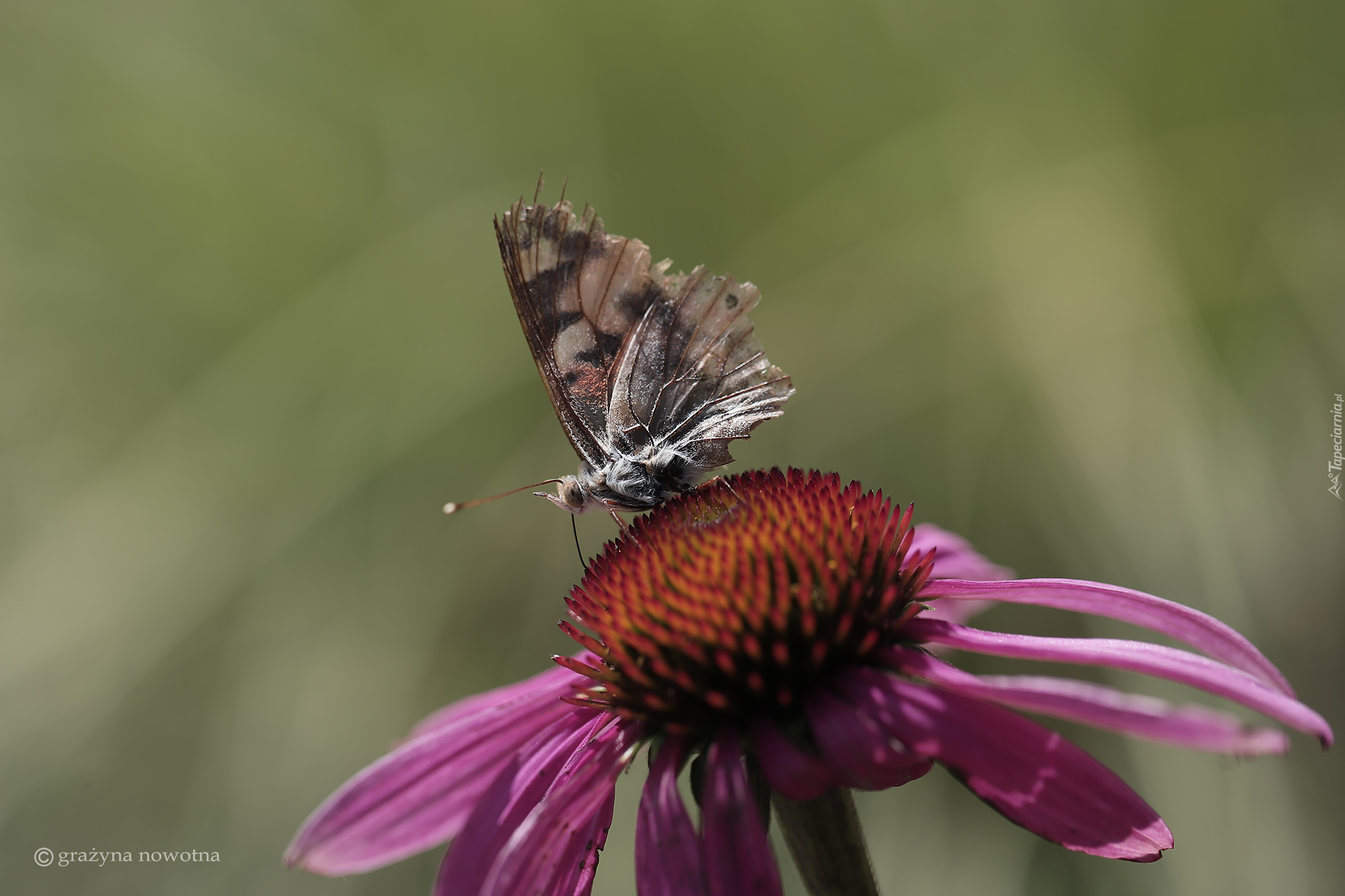 Postrzępiony, Motyl, Kwiat, Jeżówka