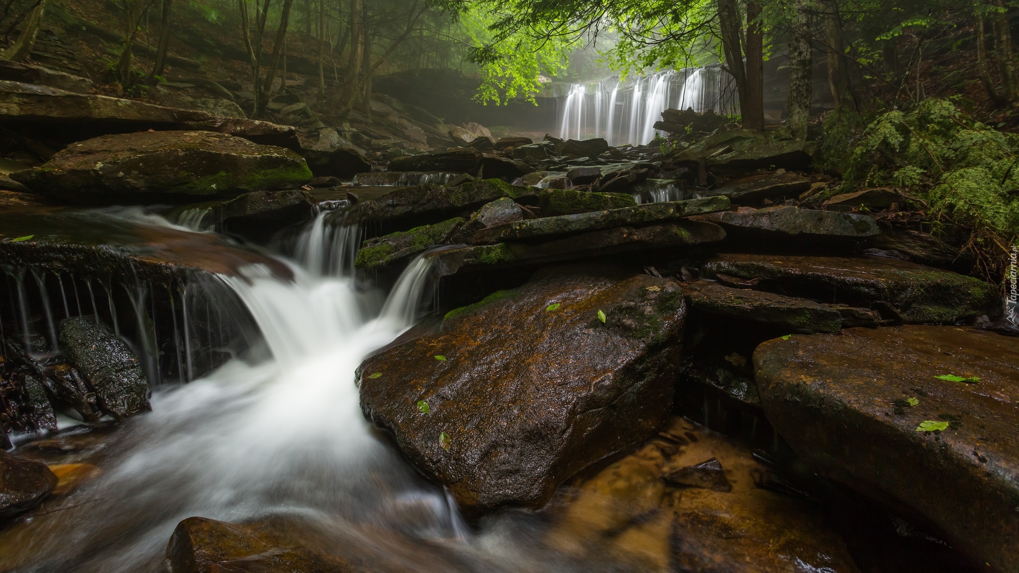 Stany Zjednoczone, Stan Pensylwania, Park stanowy Ricketts Glen State Park, Potok Kitchen Creek, Wodospad Oneida Falls, Las, Rzeka, Kamienie