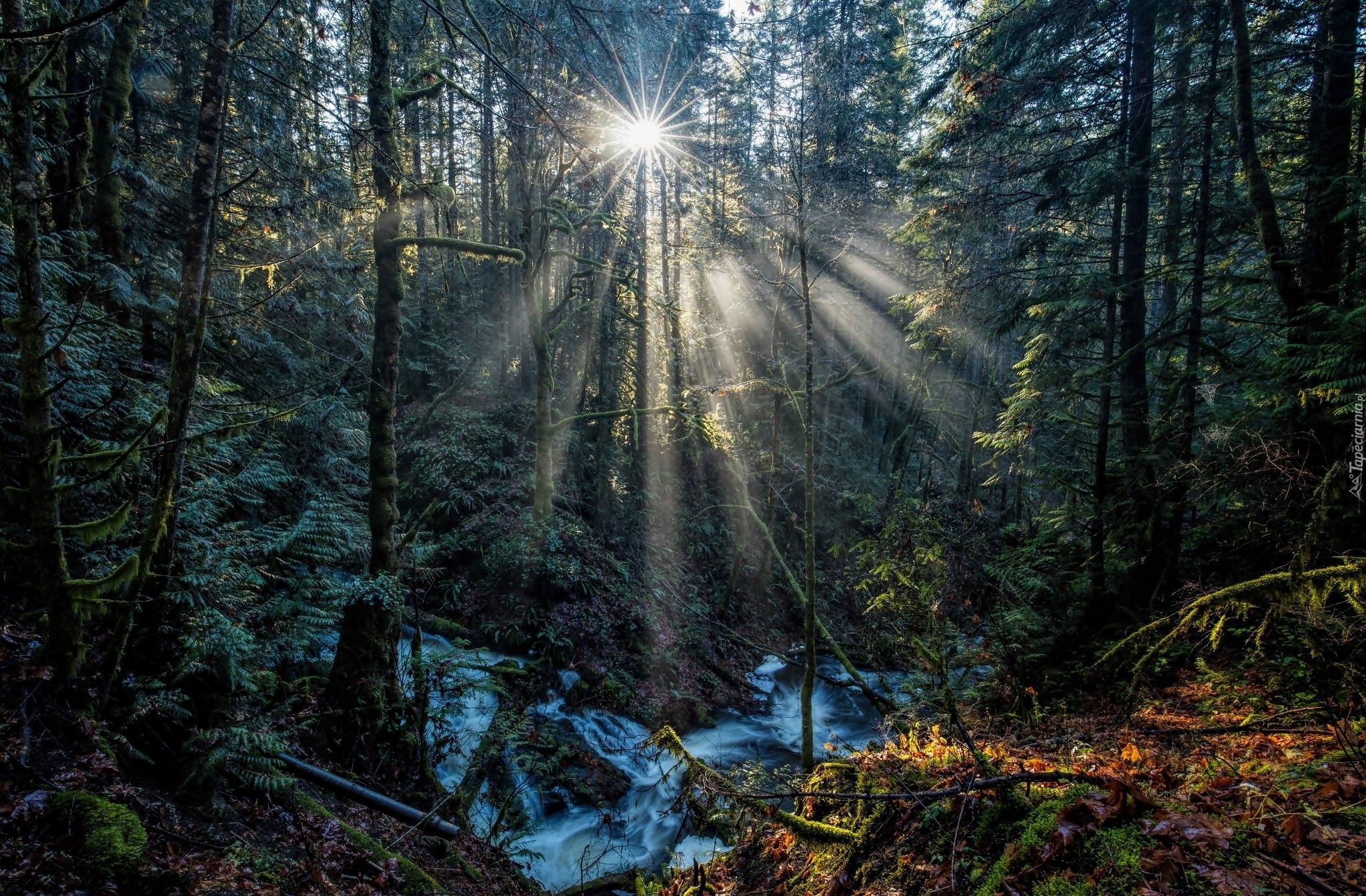 Kanada, Kolumbia Brytyjska, Park Prowincjonalny Gowlland Tod, Potok Tod Creek, Las, Przebijające światło