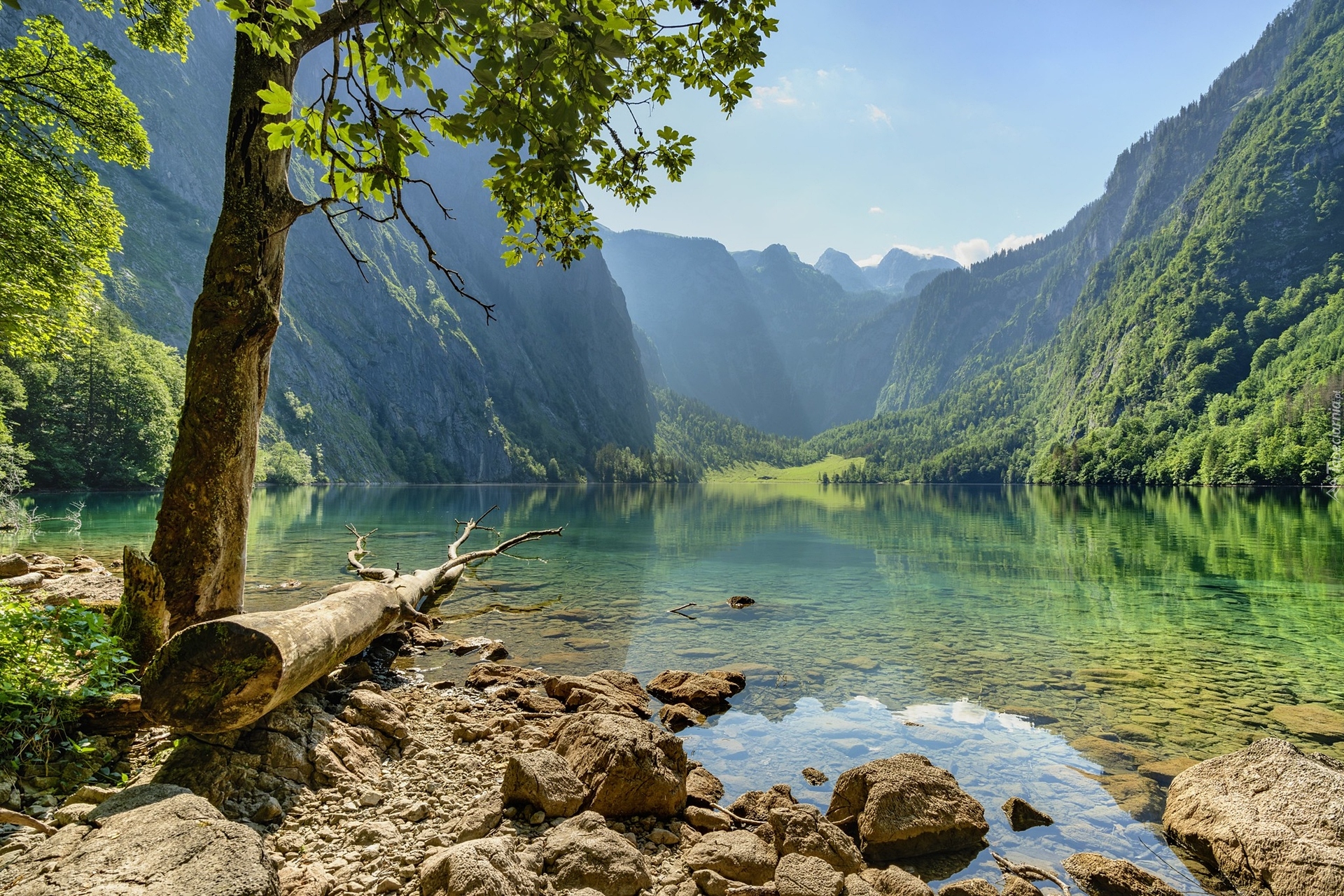 Drzewa, Jezioro, Obersee, Góry, Alpy Berchtesgaden, Bawaria, Niemcy