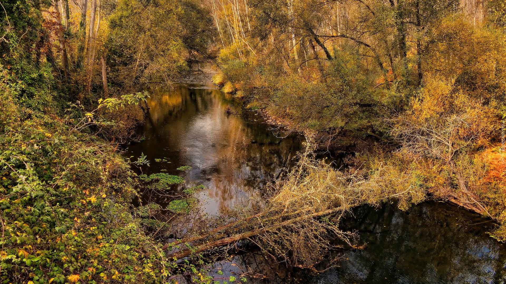 Jesień, Rzeka, Las, Powalone, Drzewo