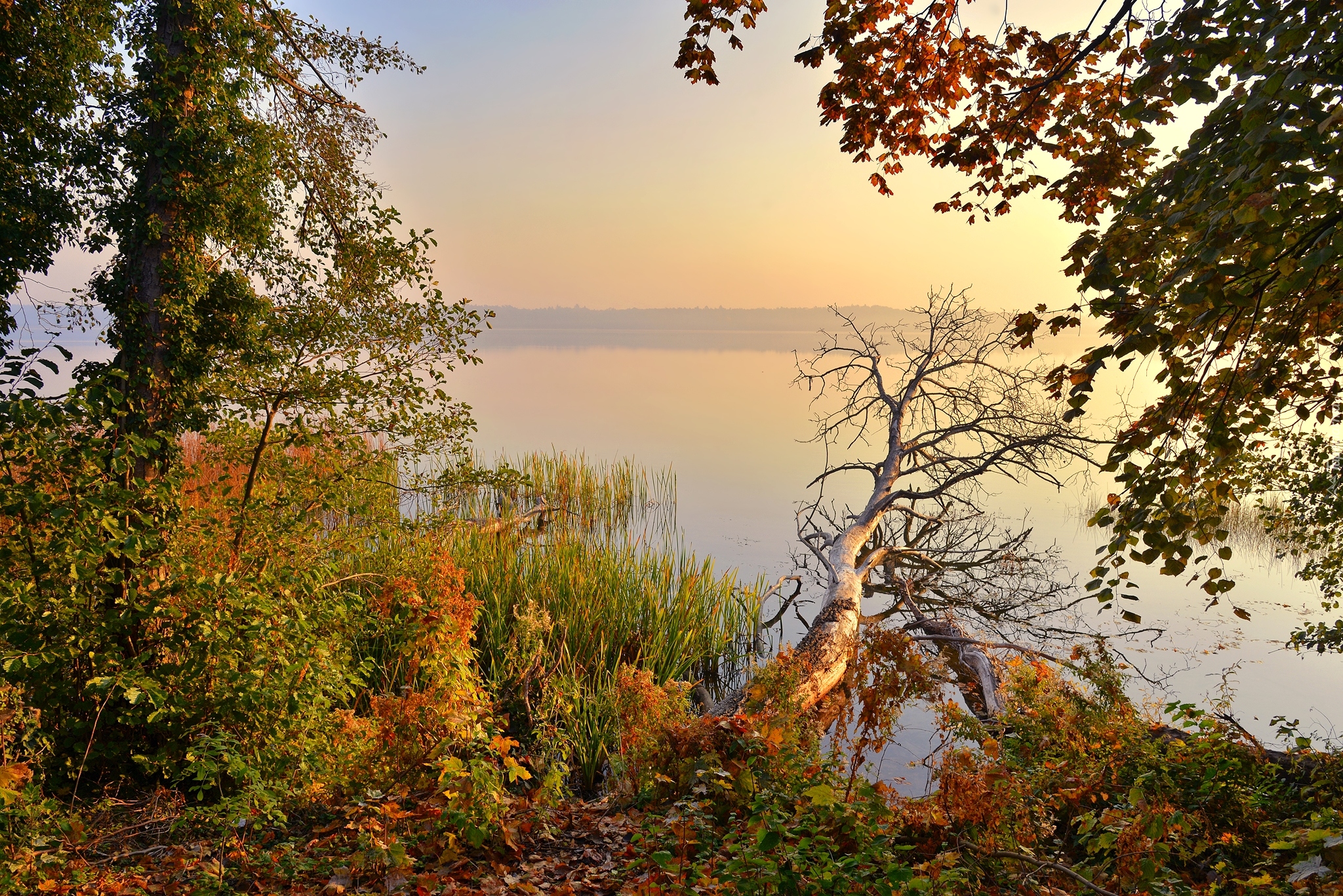 Poranek, Jezioro, Drzewa, Rośliny