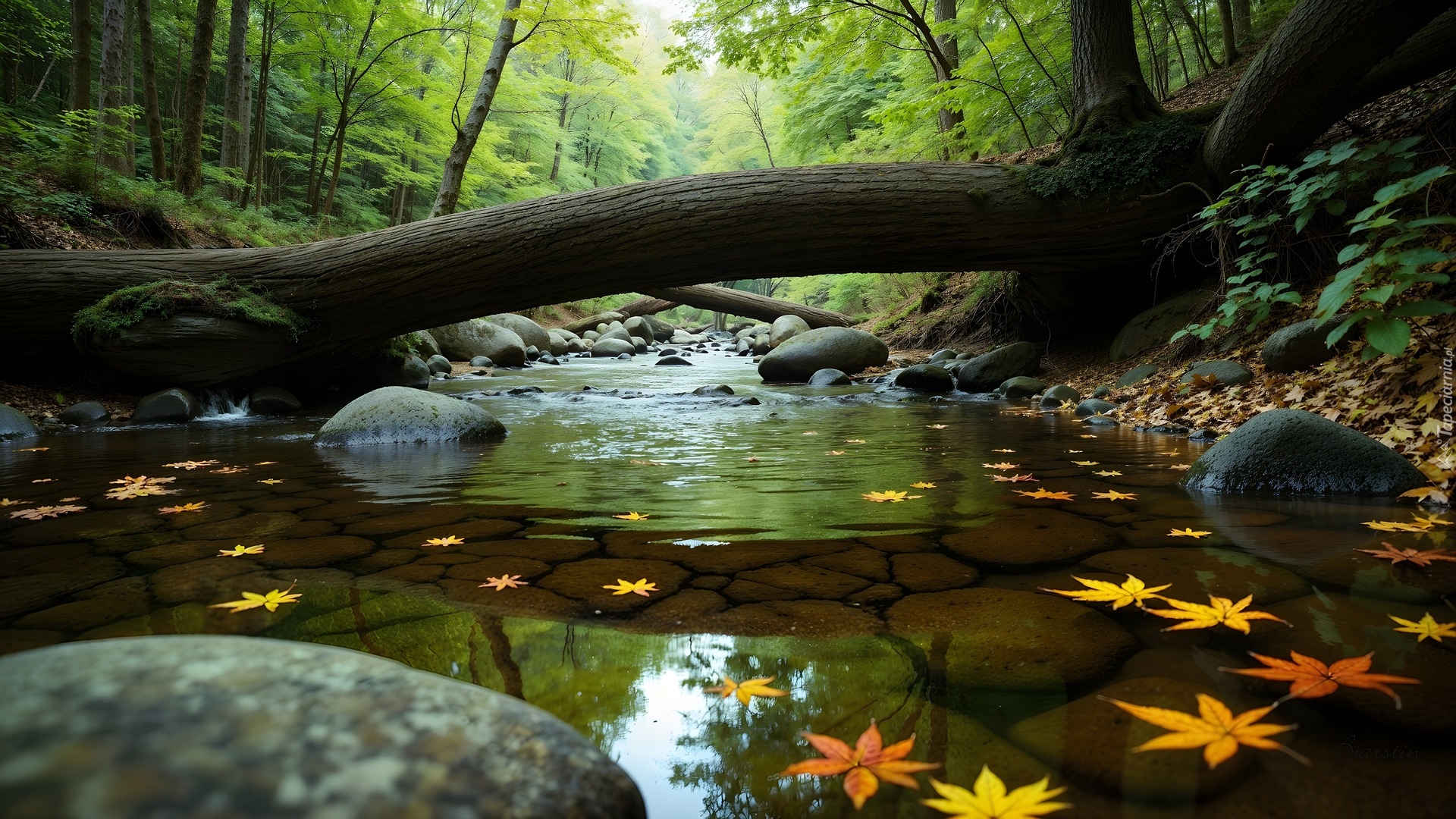 Las, Potok, Powalone, Drzewo, Liście