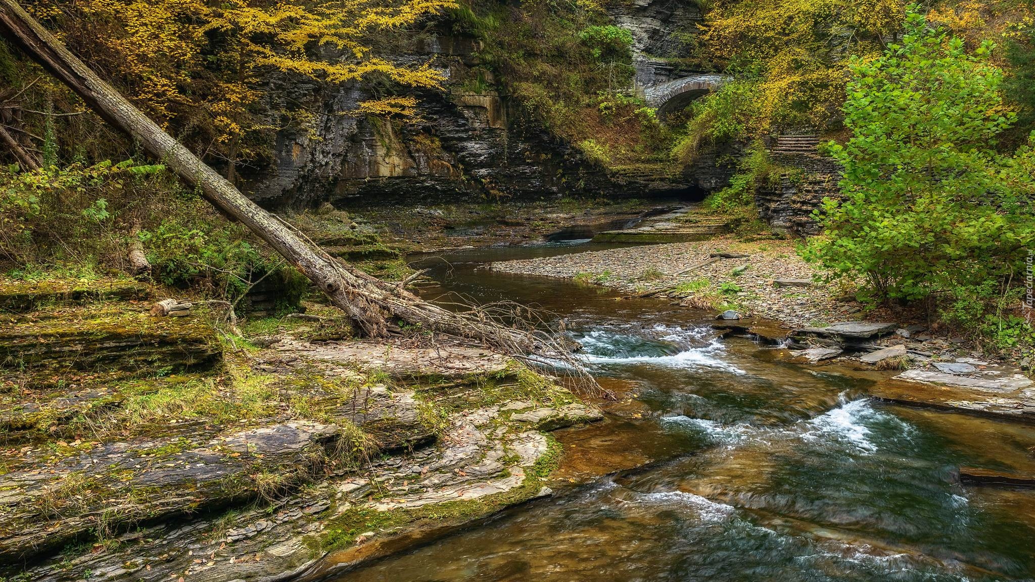 Rzeka, Skały, Rośliny, Powalone, Drzewo