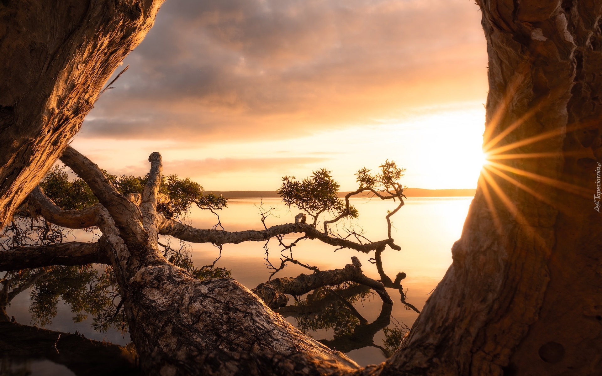 Australia, Queensland, Jezioro, Weyba Lake, Skała, Promienie słońca, Drzewo, Konary