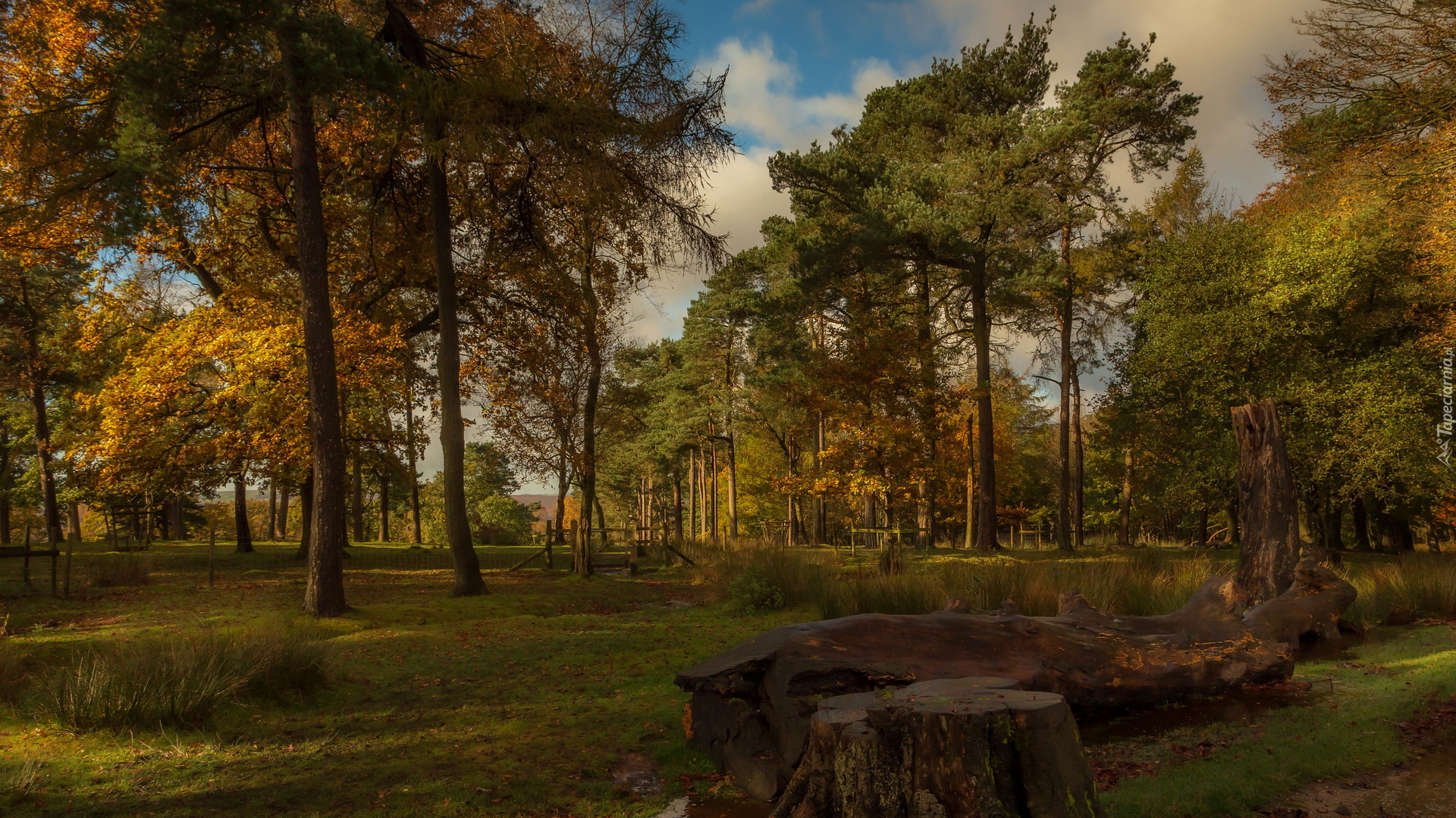 Park, Drzewa, Pnie, Jesień