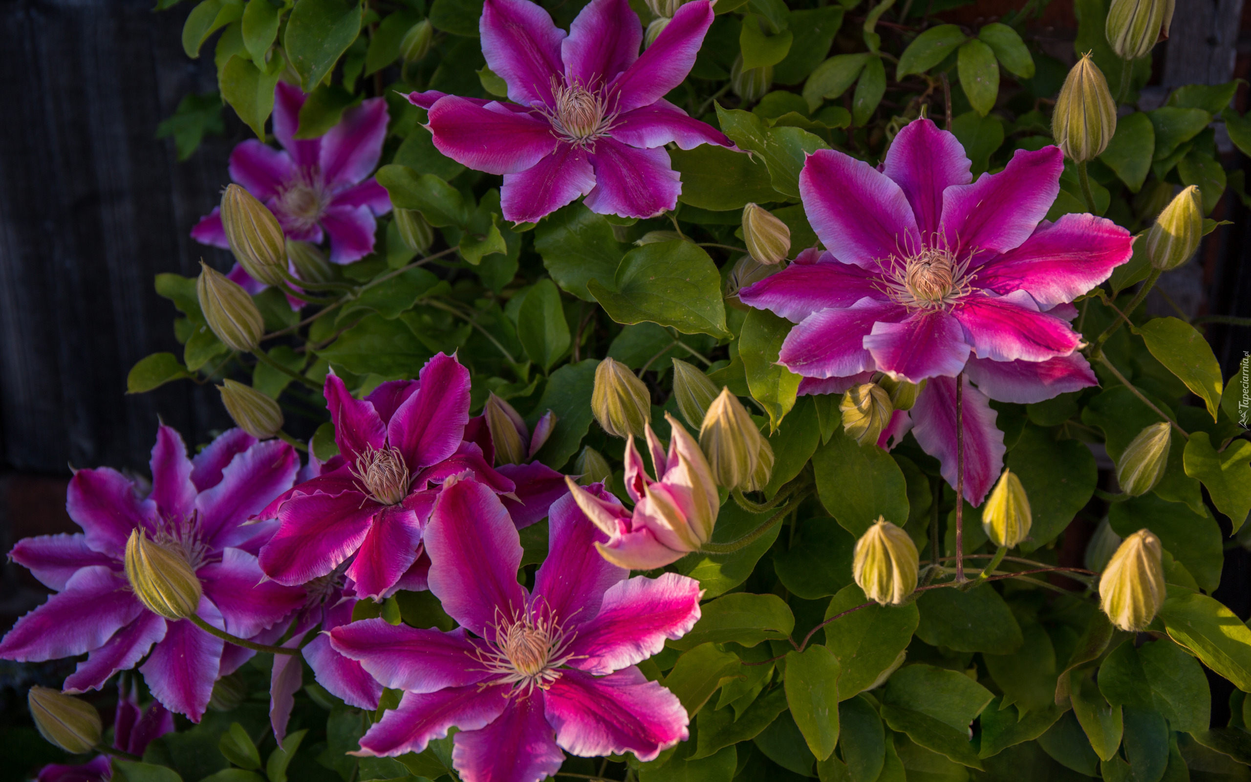 Kwiaty, Clematis, Powojnik, Pąki