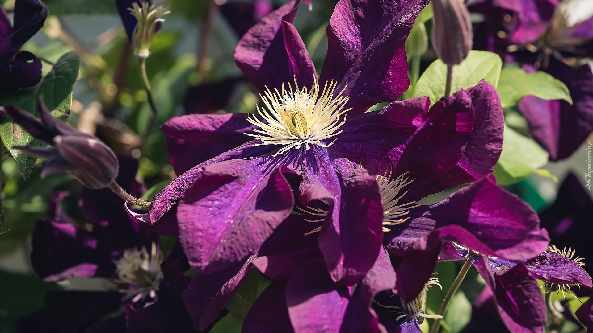 Kwiaty, Powojniki, Clematis, Liście