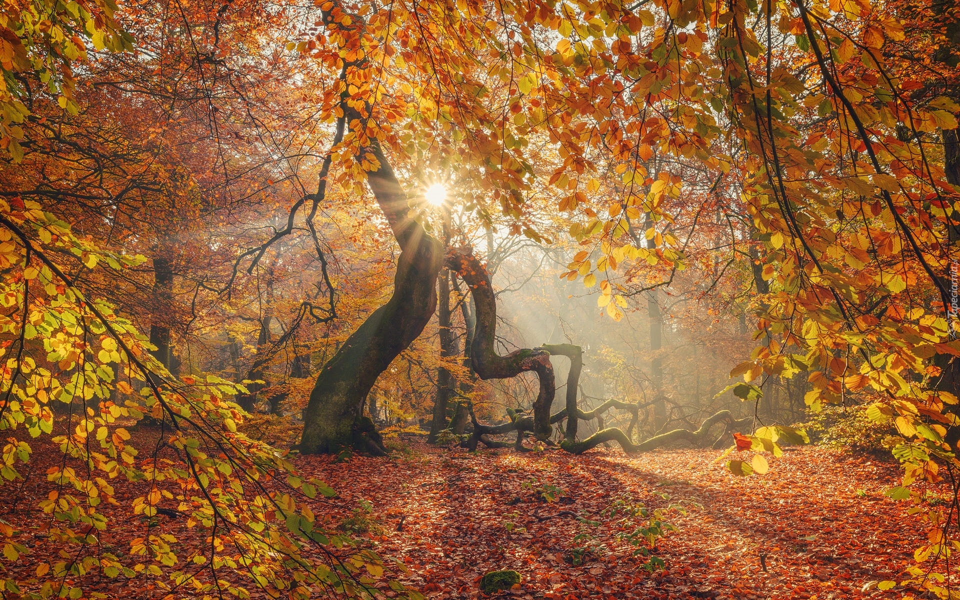 Jesień, Las, Drzewa, Żółte, Liście, Promienie słońca