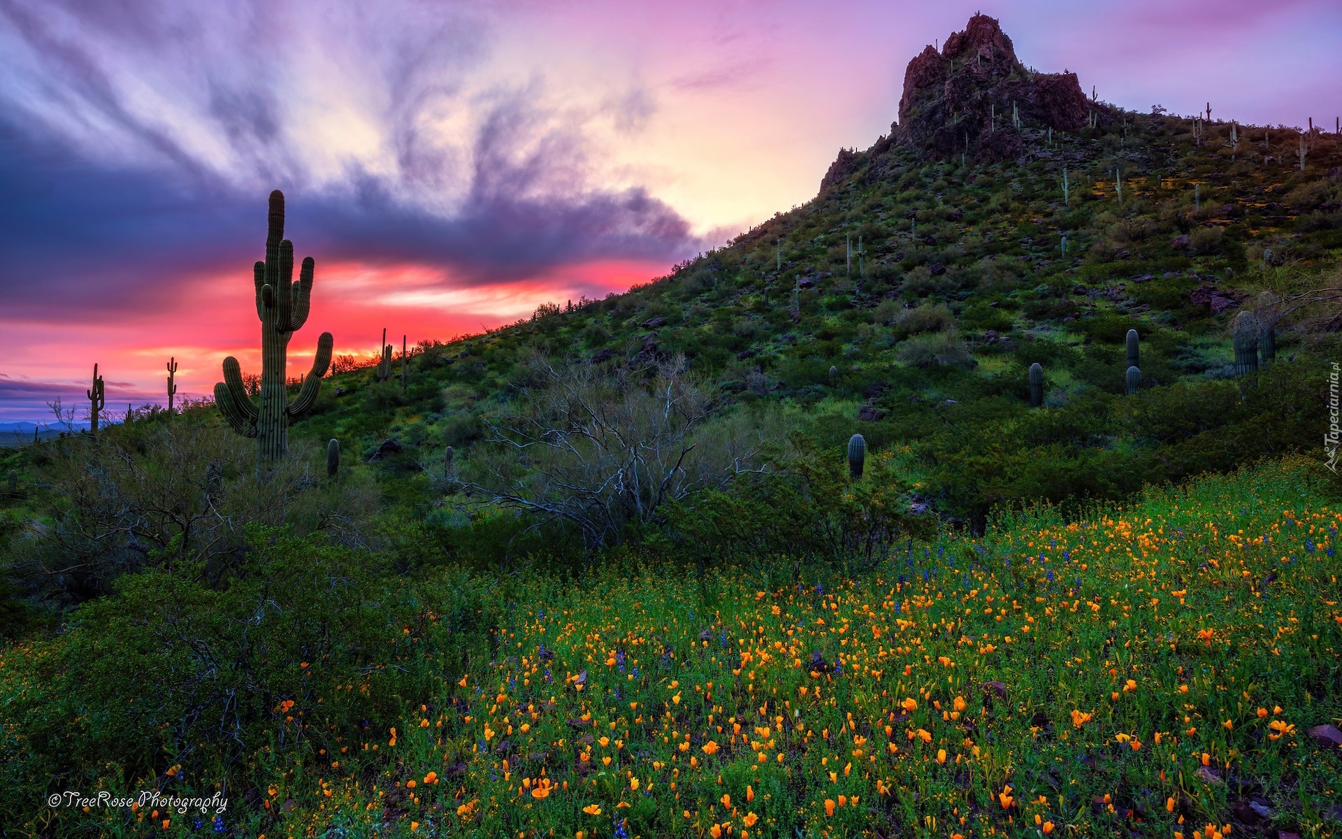 Stany Zjednoczone, Arizona, Park stanowy, Picacho Peak, Góra, Zachód słońca, Kaktusy, Kwiaty, Łąka