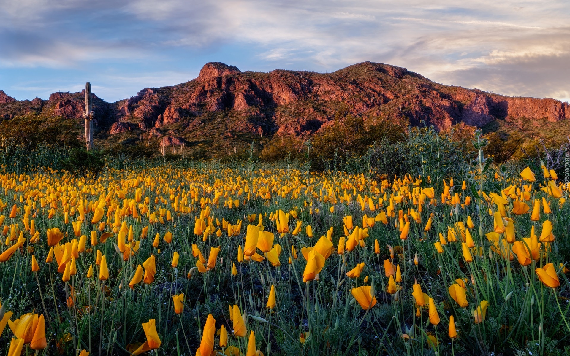 Góry, Łąka, Kwiaty, Maczki kalifornijskie, Pozłotki, Drzewa, Kaktusy, Chmury, Picacho Peak State Park, Arizona, Stany Zjednoczone