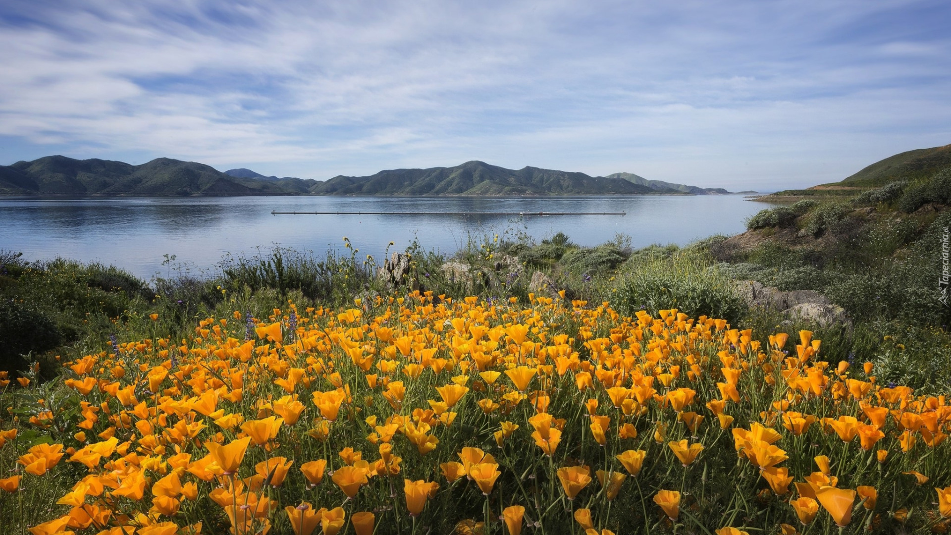 Jezioro, Żółte, Kwiaty, Maczki kalifornijskie, Pozłotki, Góry