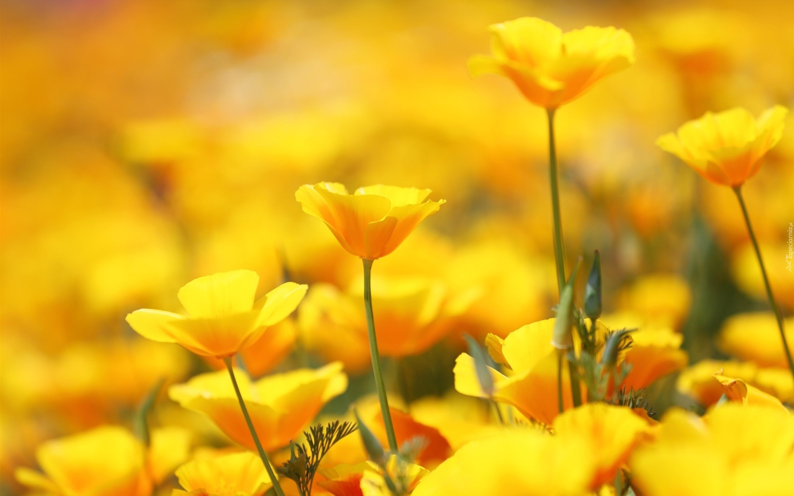 Żółte, Kwiaty, Pozłotki, Maczki kalifornijskie
