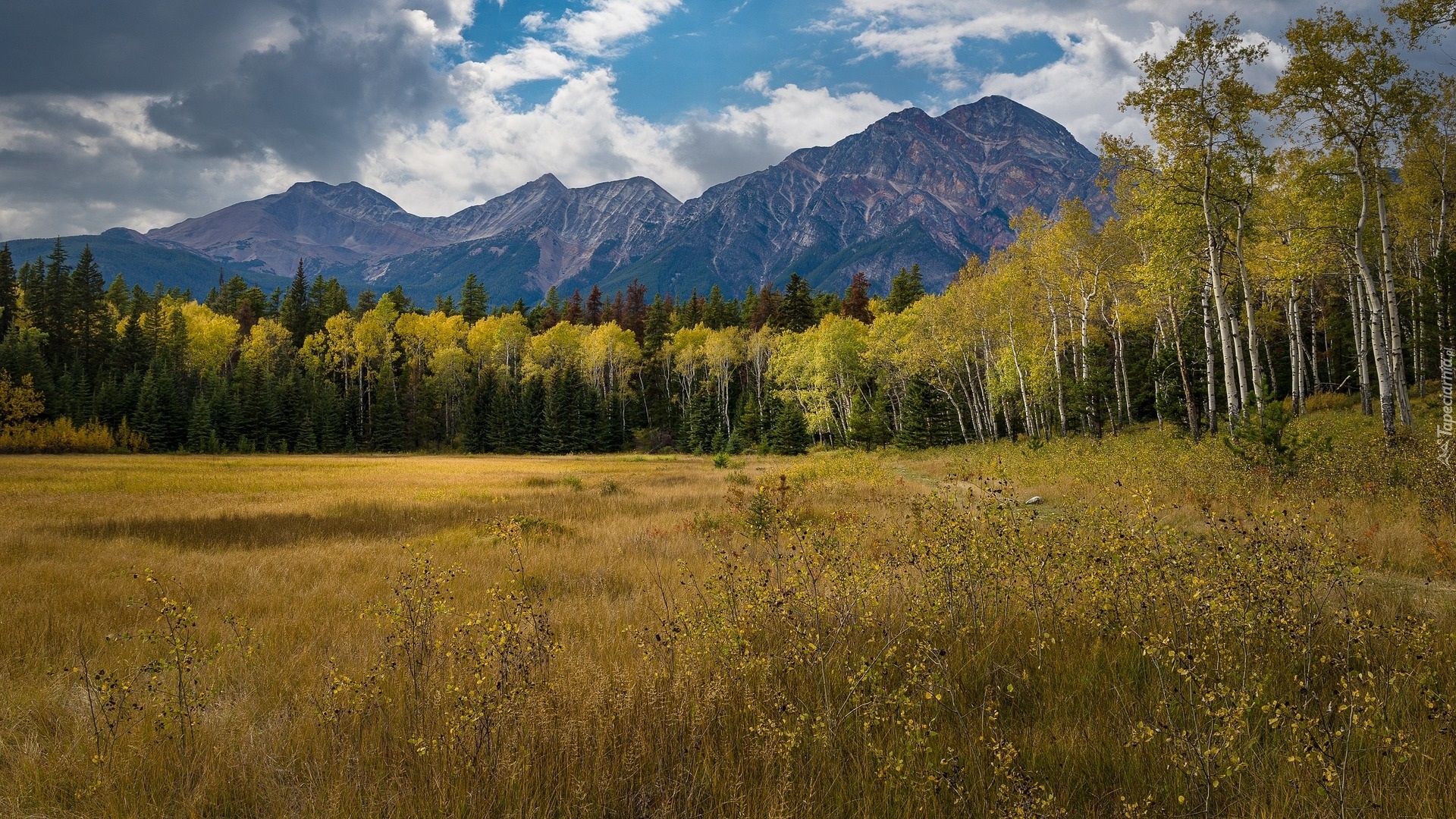 Góry, Drzewa, Brzozy, Łąka, Trawa, Góry, Park Narodowy Jasper, Alberta, Kanada