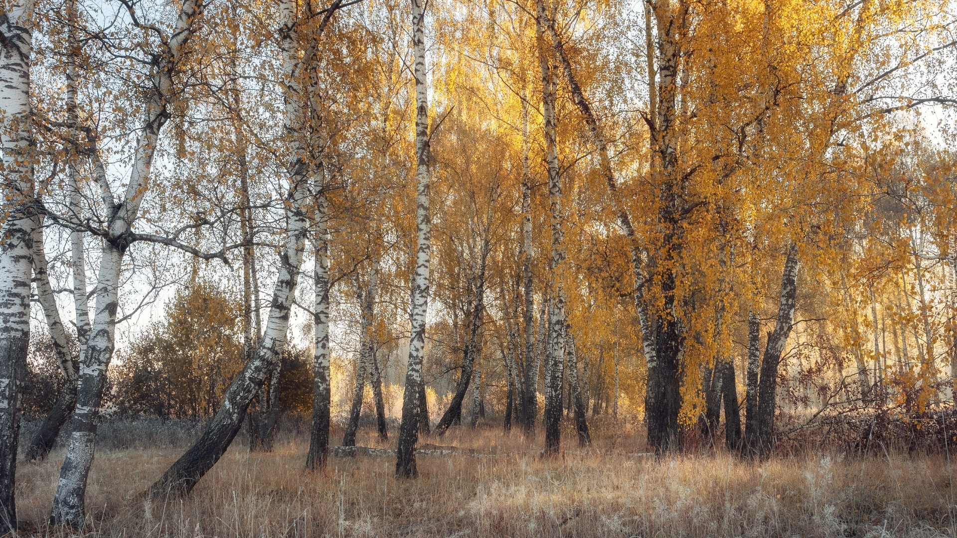 Jesień, Las, Drzewa, Pożółkłe, Brzozy