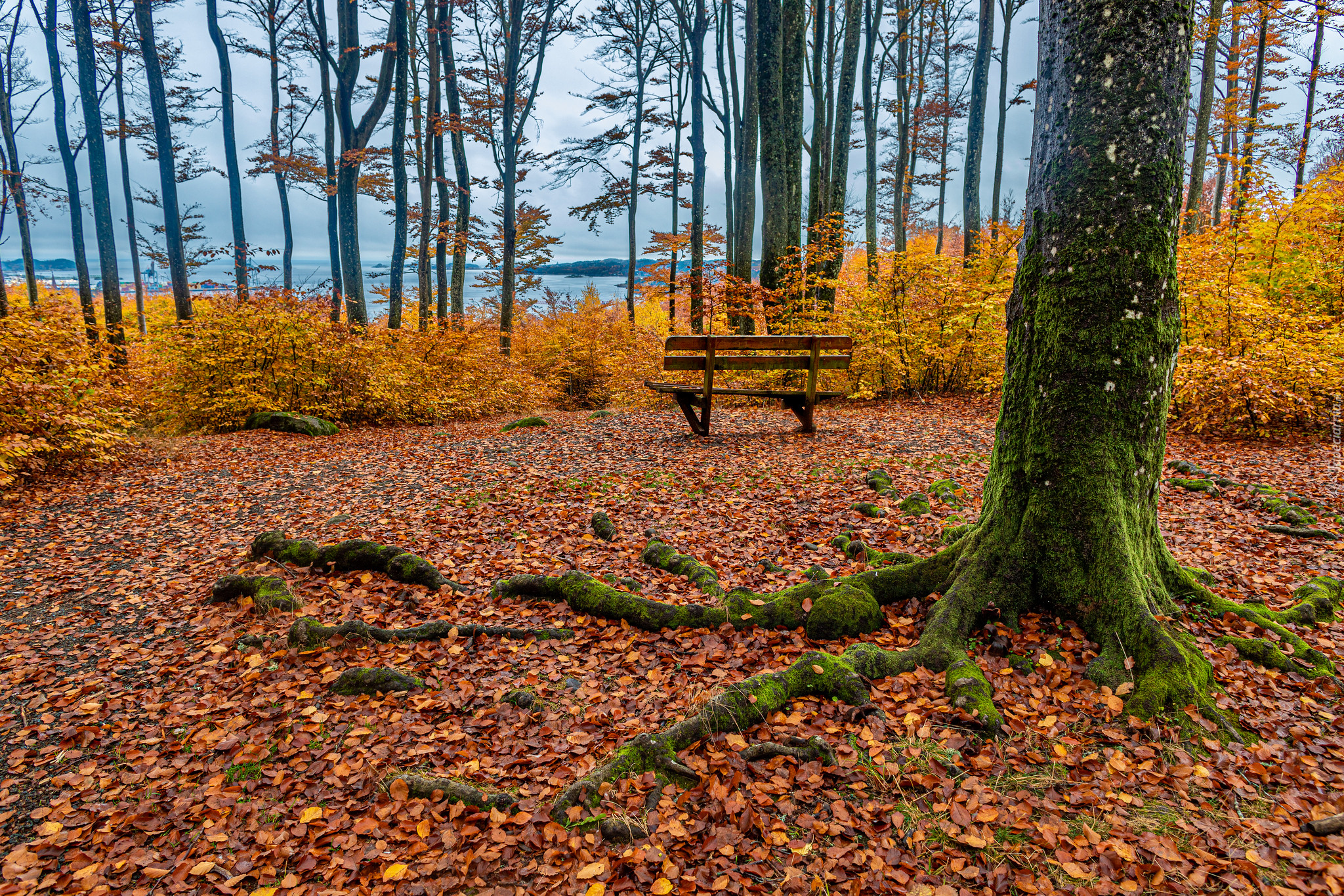 Jesień, Park, Drzewo, Korzenie, Opadłe, Żółte, Liście, Ławka