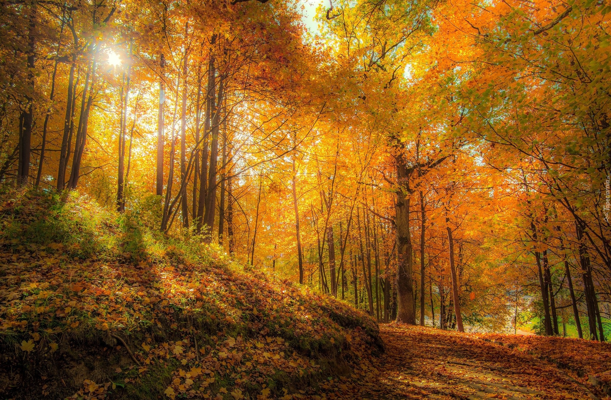 Las, Pożółkłe, Drzewa, Ścieżka, Roślinność, Jesień