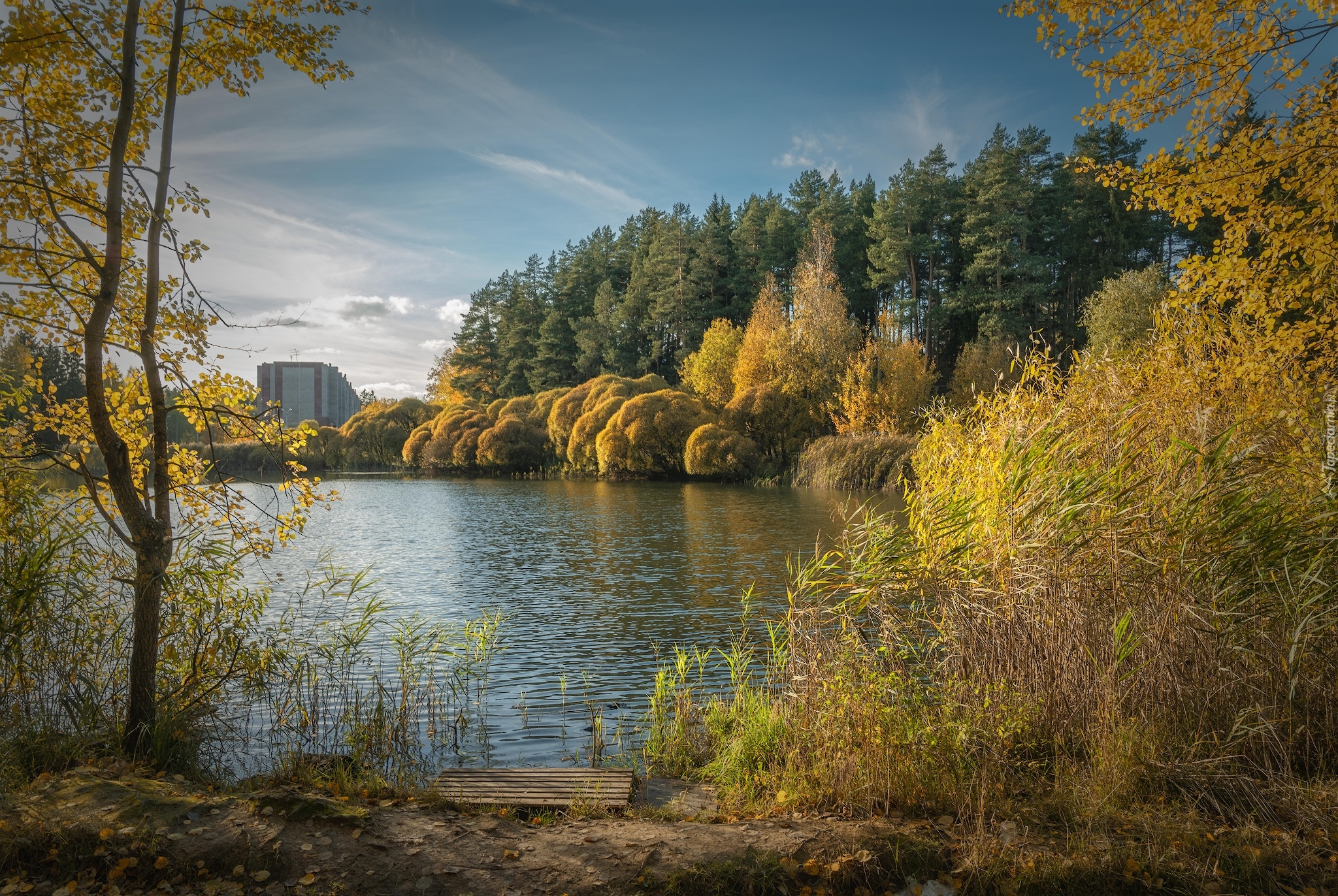 Jesień, Staw, Szuwary, Drzewa, Pożółkłe, Liście