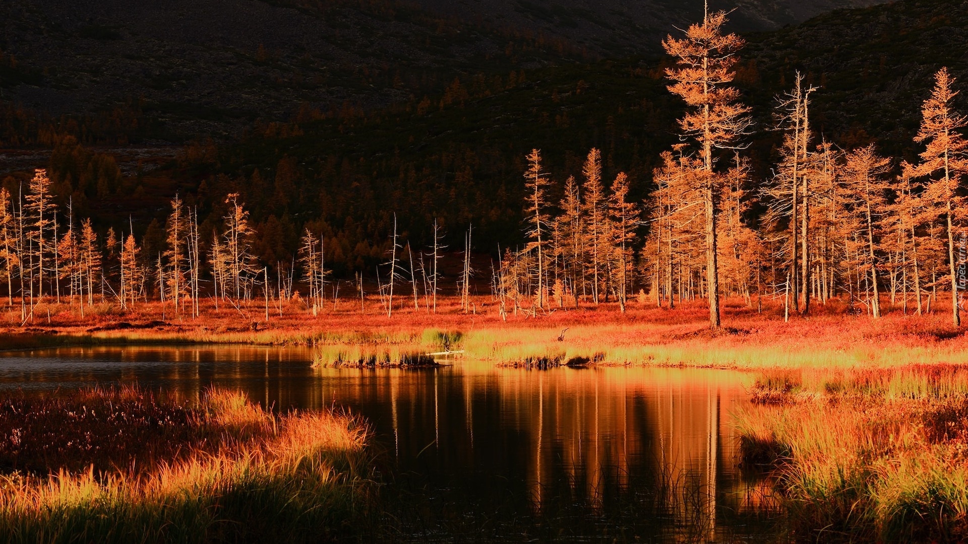 Jesień, Pożółkłe, Drzewa, Jezioro, Odbicie