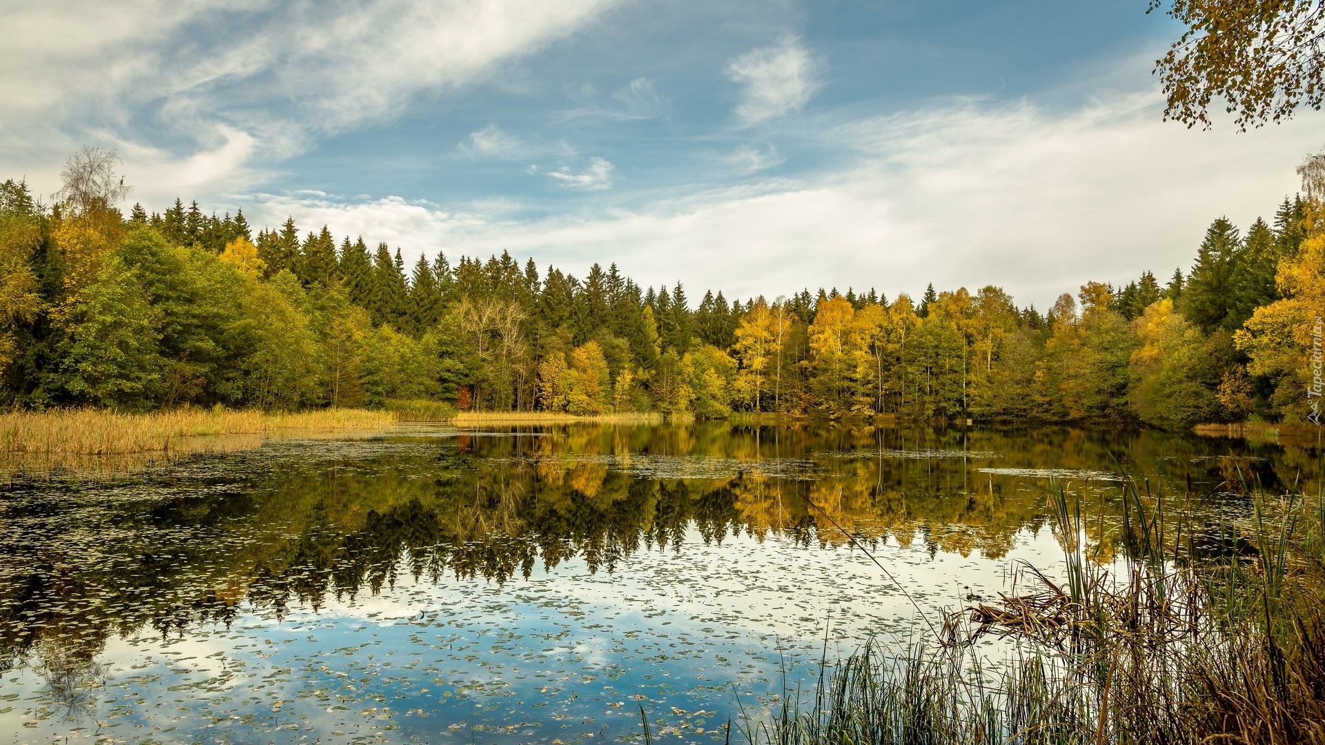 Jesień, Jezioro, Żółte, Drzewa, Trawa