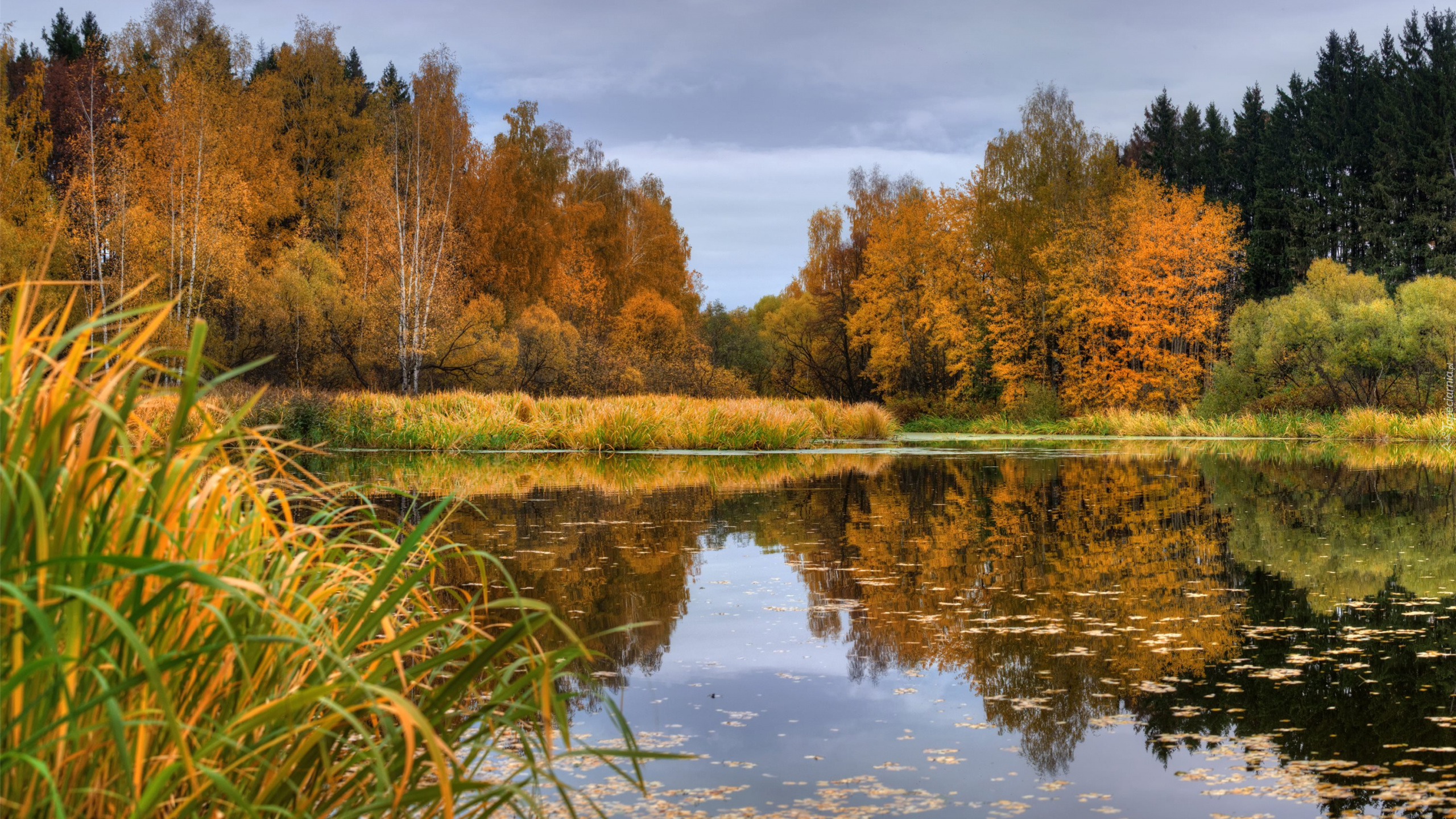 Jezioro, Drzewa, Las, Jesień, Odbicie, Trawa