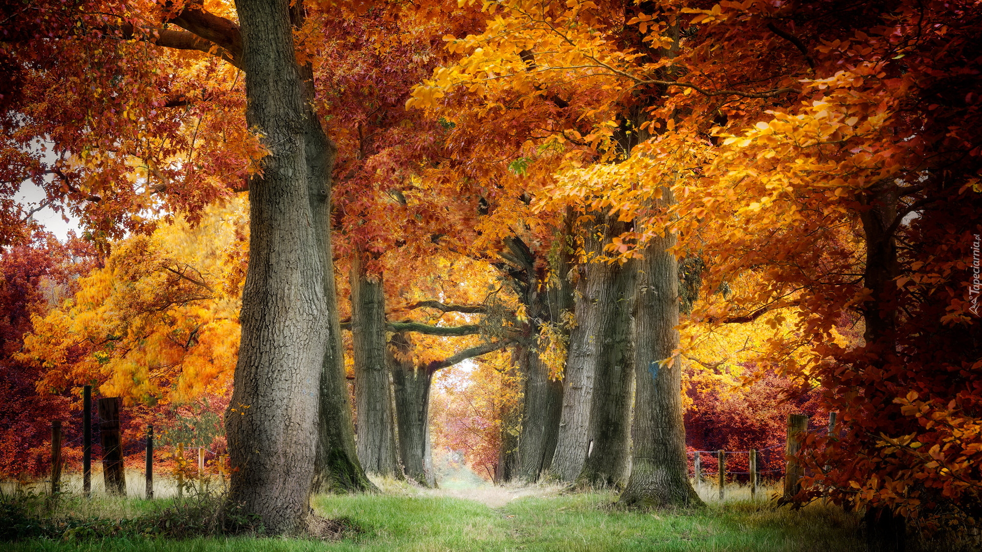Pożółkłe, Drzewa, Jesień, Dróżka