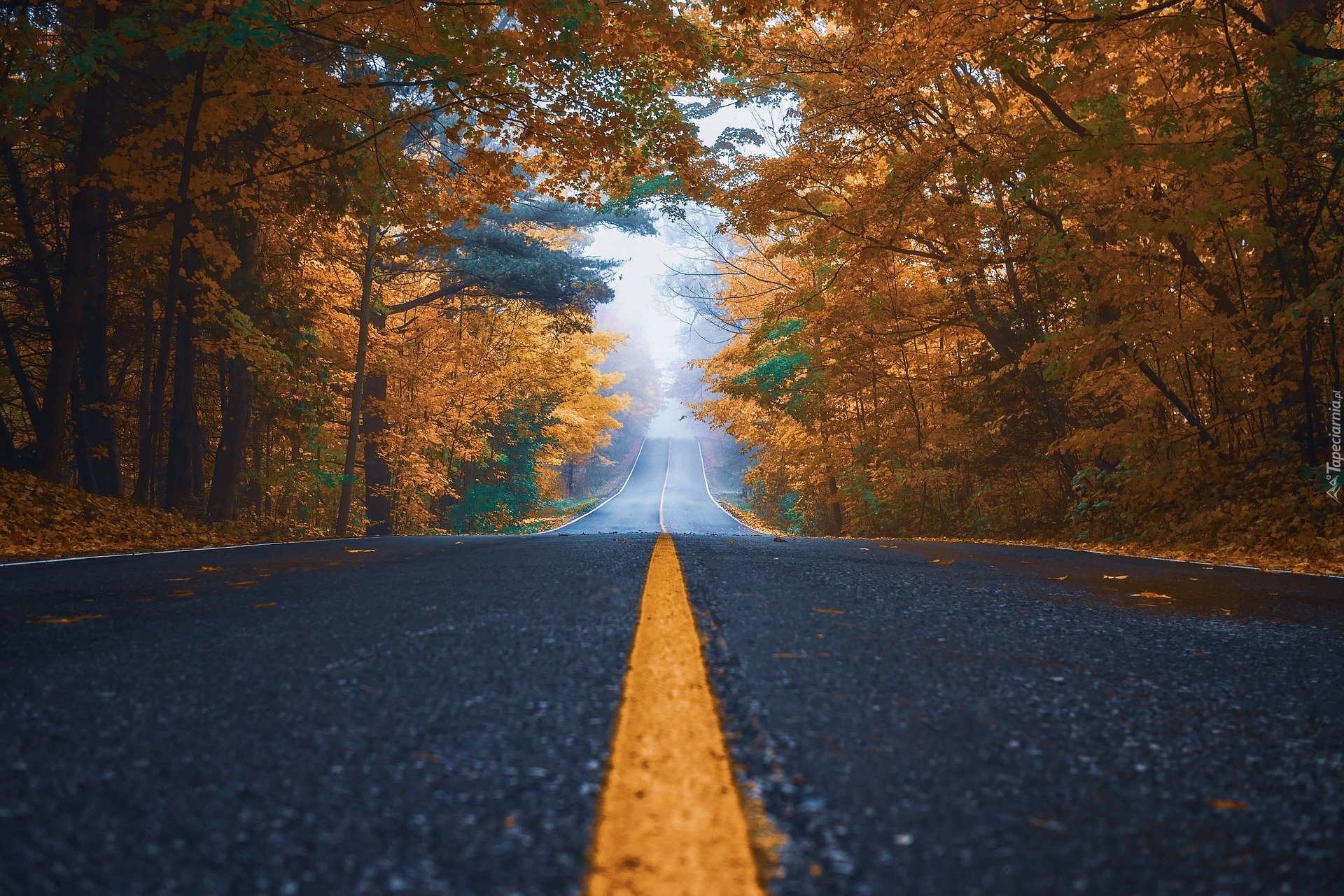 Droga, Drzewa, Las, Jesień, Mgła