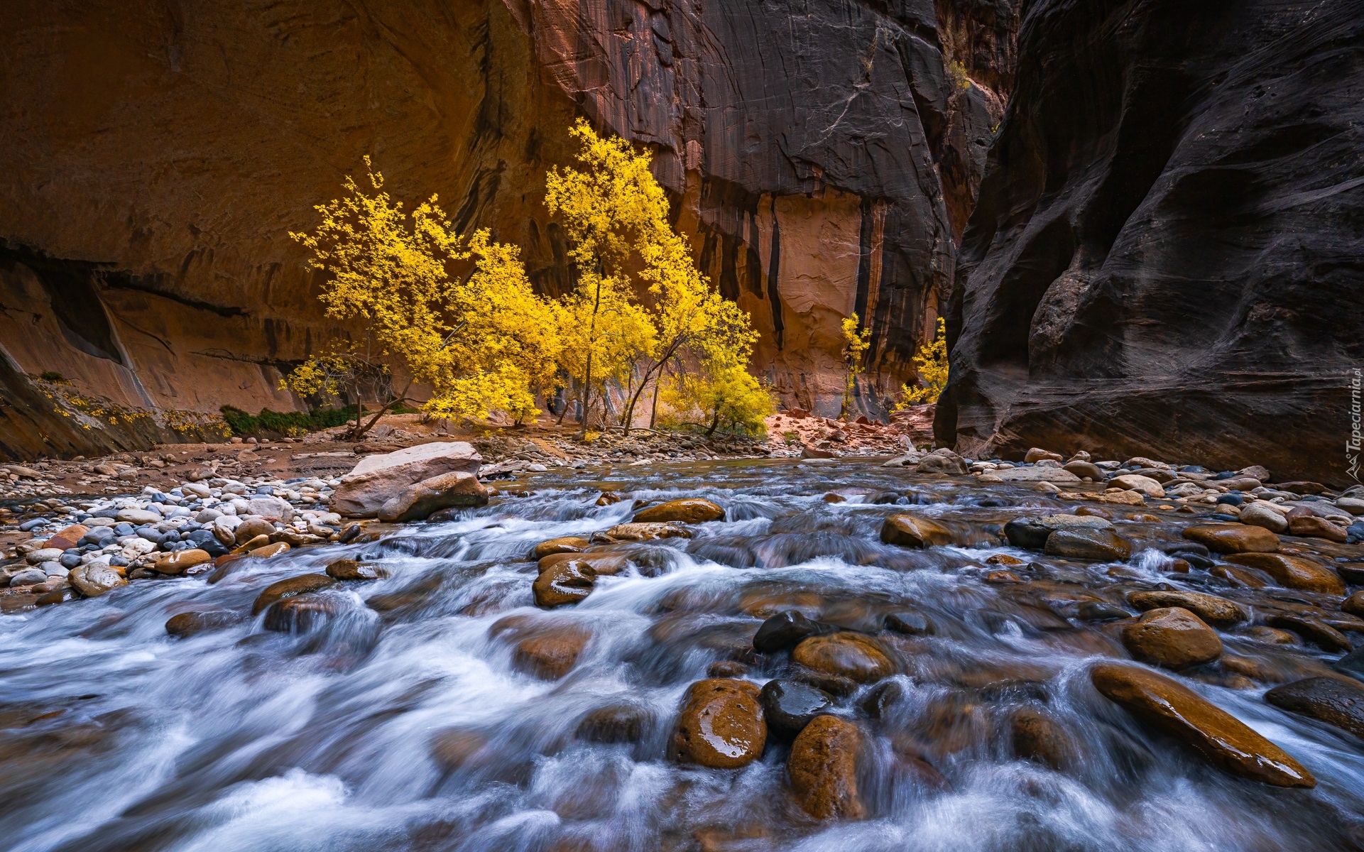 Park Narodowy Zion, Kanion Zion Narrows, Skały, Kamienie, Rzeka, Virgin River, Drzewa, Utah, Stany Zjednoczone