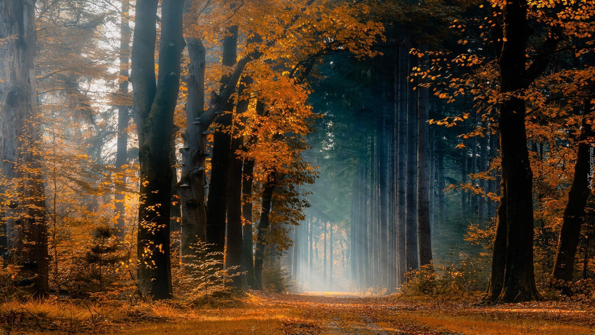 Las, Droga, Drzewa, Promienie słońca, Jesień