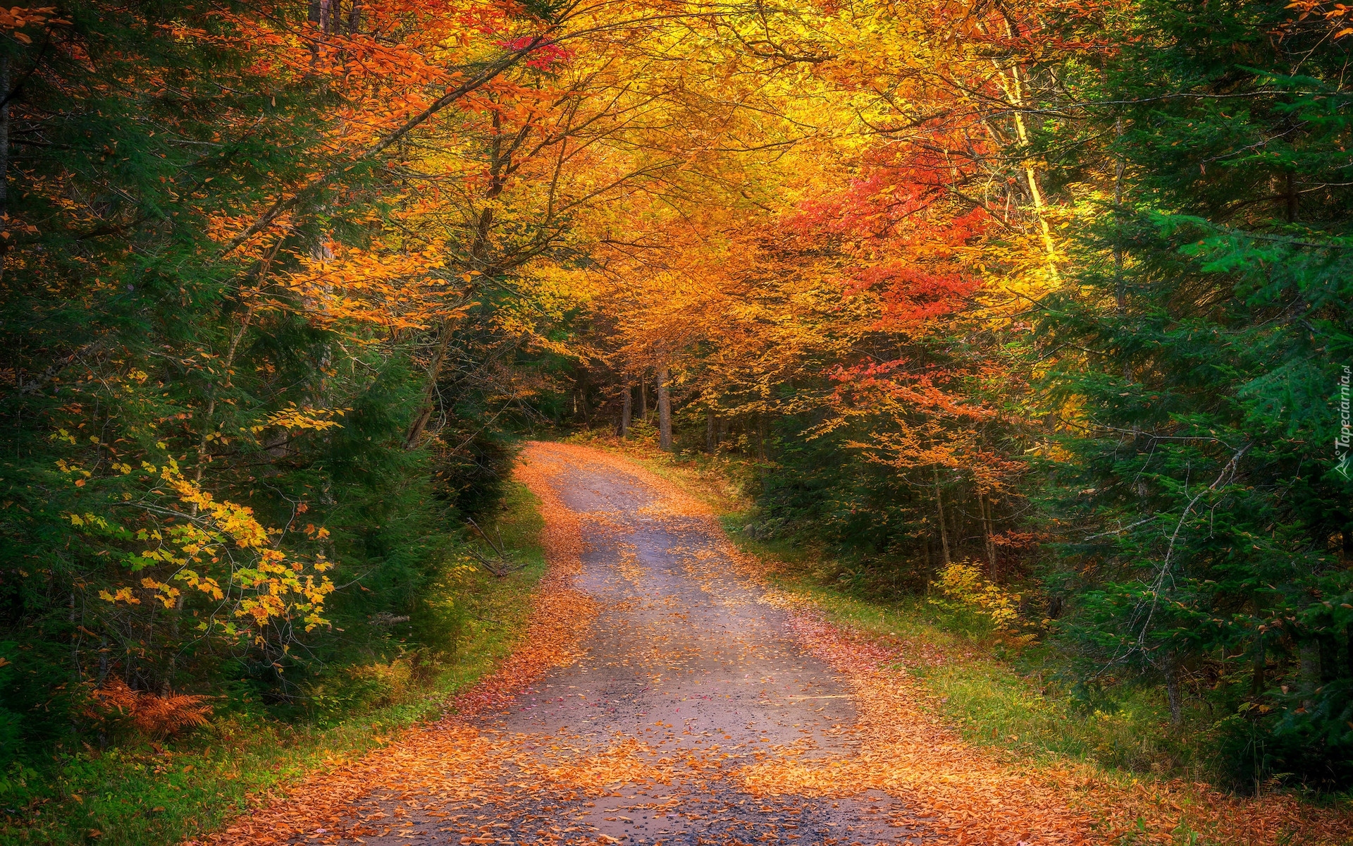 Jesień, Droga, Las, Kolorowe, Drzewa, Opadłe, Liście