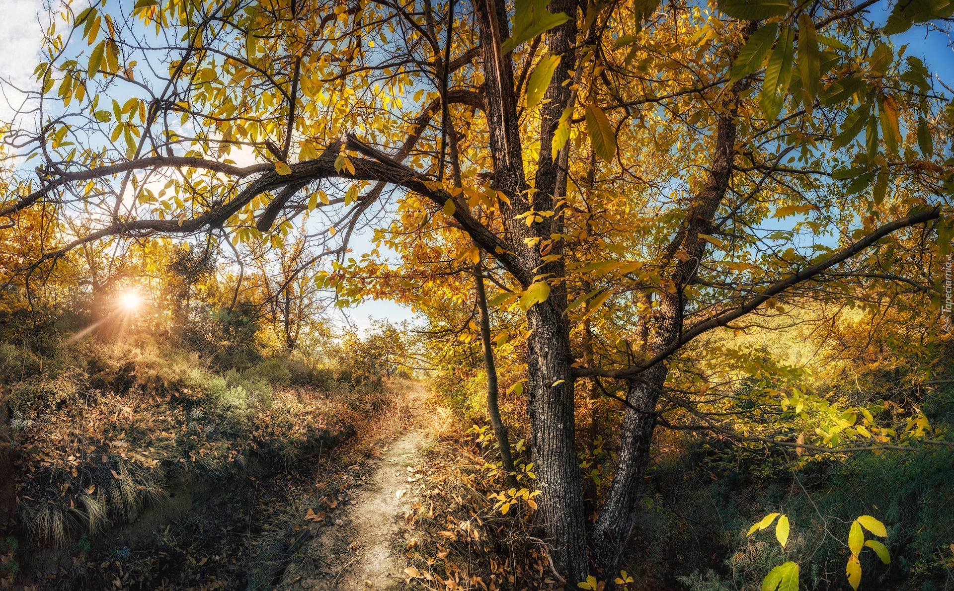 Jesień, Drzewa, Ścieżka, Droga, Promienie słońca
