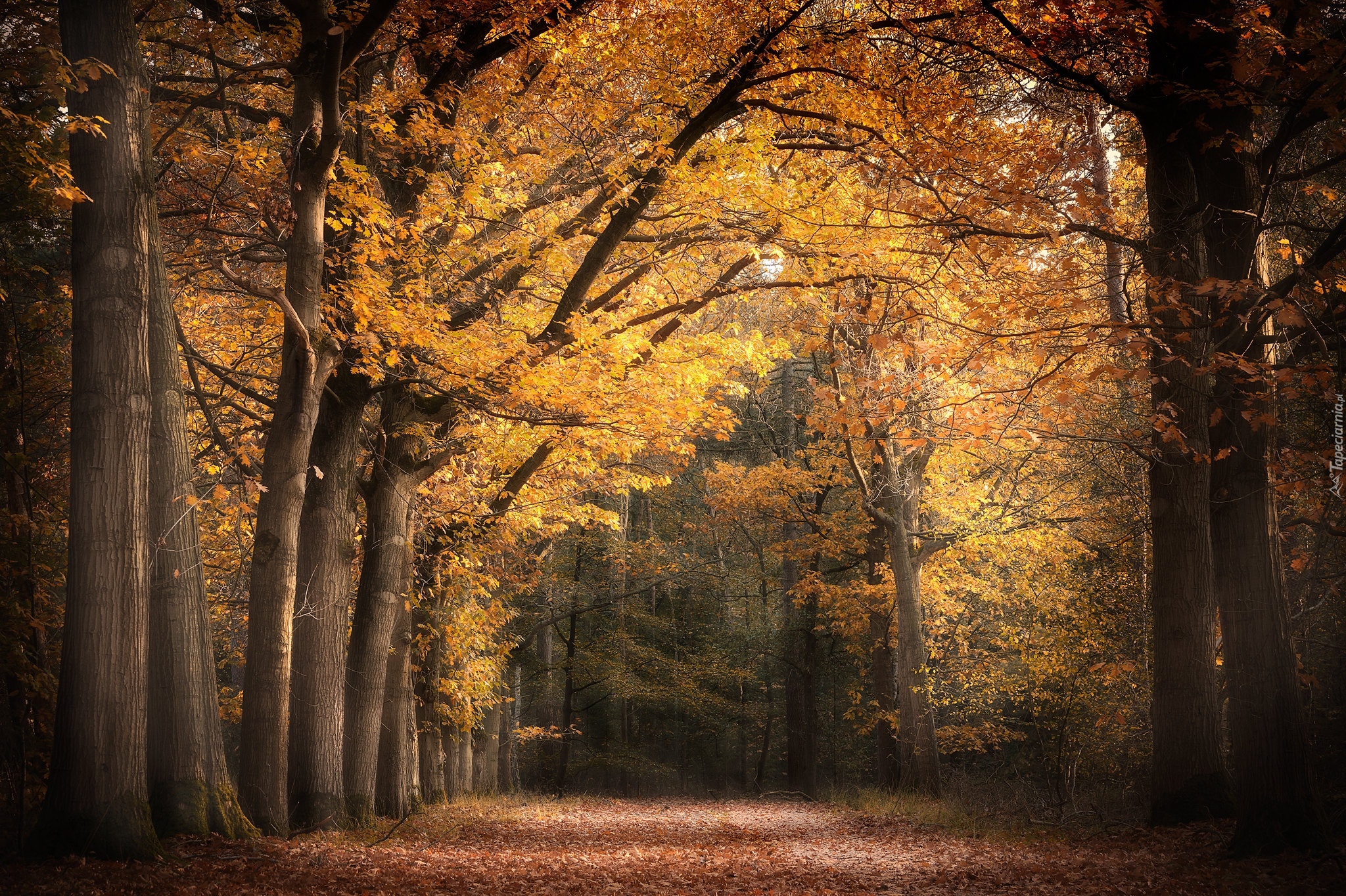 Jesień, Las, Drzewa, Pożółkłe