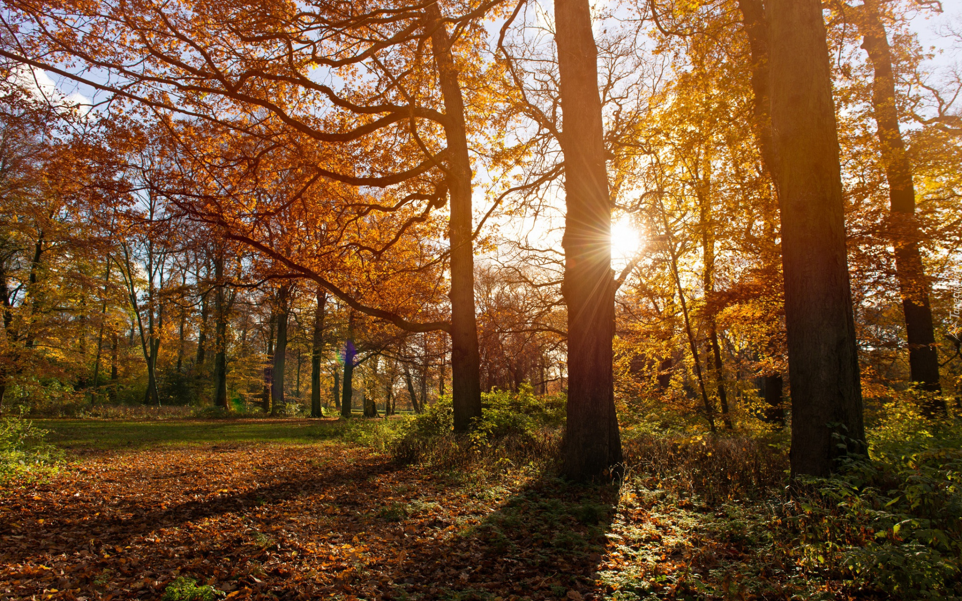 Jesień, Pożółkłe, Drzewa, Promienie słońca
