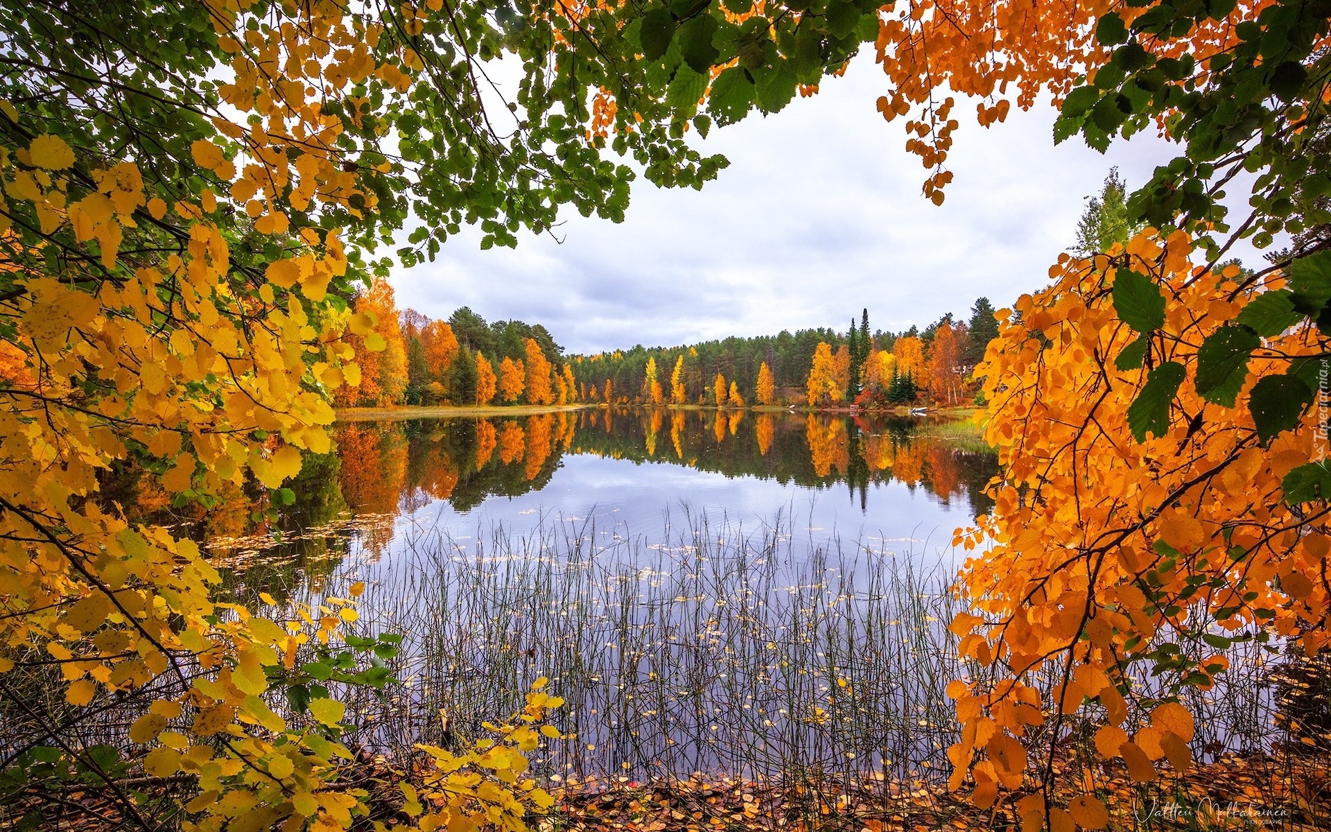 Jezioro, Jesień, Drzewa, Szuwary