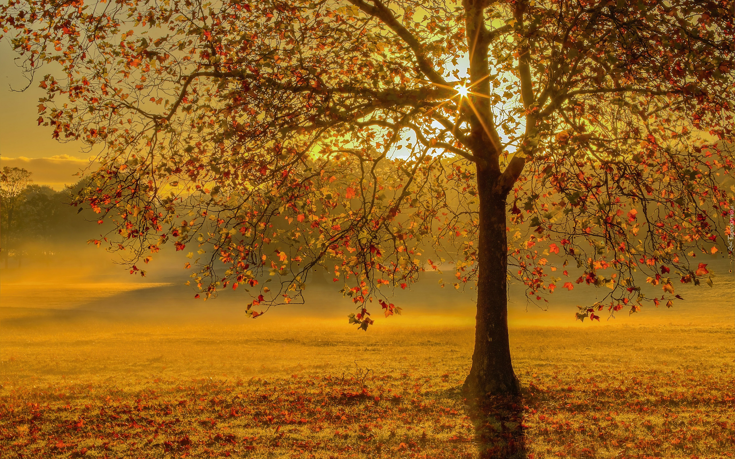Jesień, Promienie słońca, Drzewo