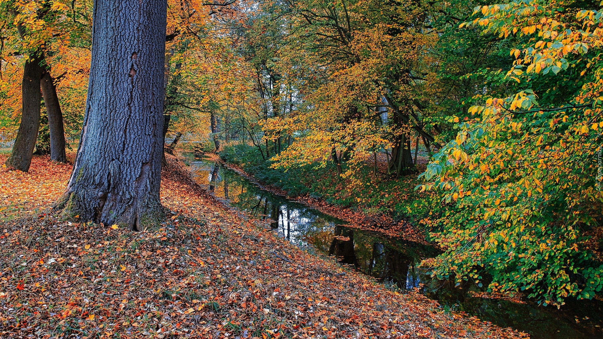 Park, Jesień, Drzewo, Rzeczka, Kolorowe, Liście