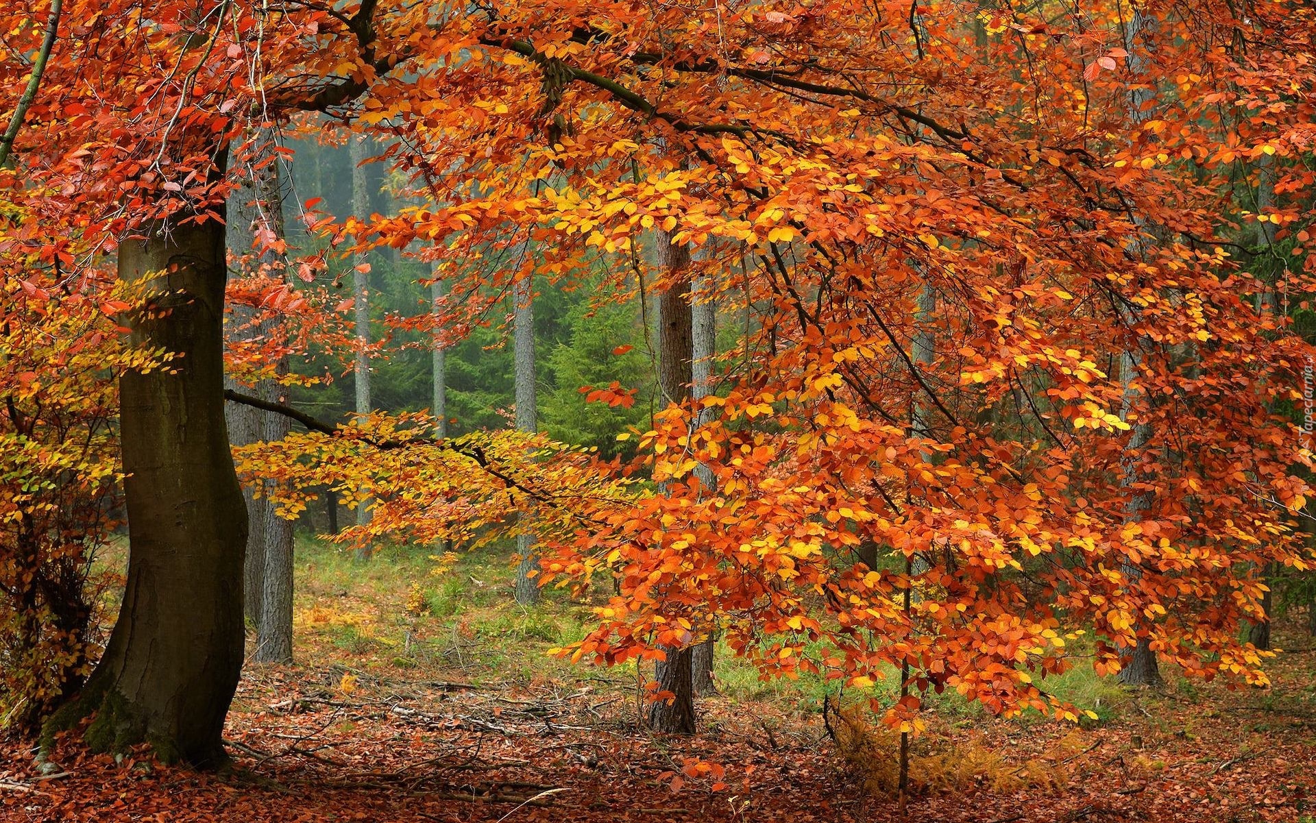 Drzewa, Las, Pożółkłe, Liście, Jesień