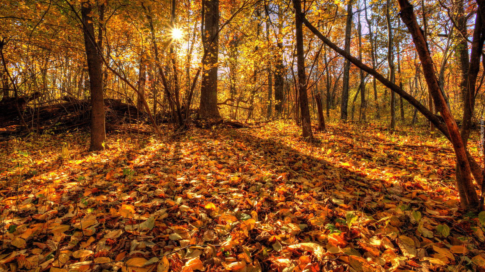 Las, Drzewa, Jesień, Pożółkłe, Liście, Przebijające światło