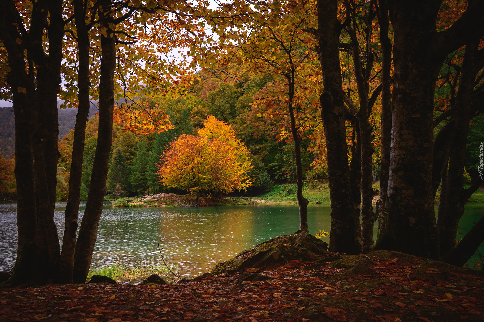 Jesień, Jezioro, Drzewa, Krzewy, Pożółkłe, Liście