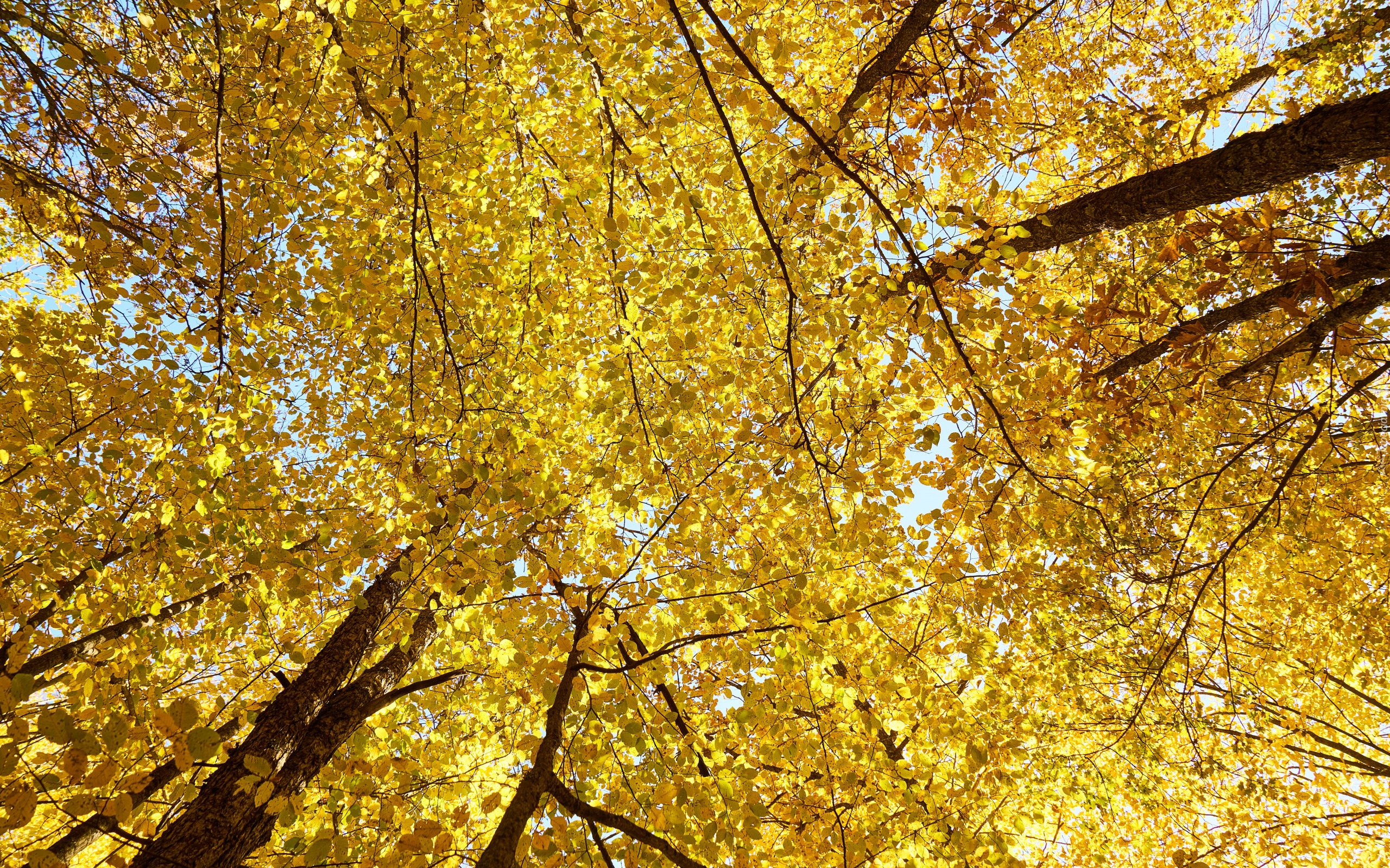 Jesień, Żółte, Liście, Drzewa, Gałęzie