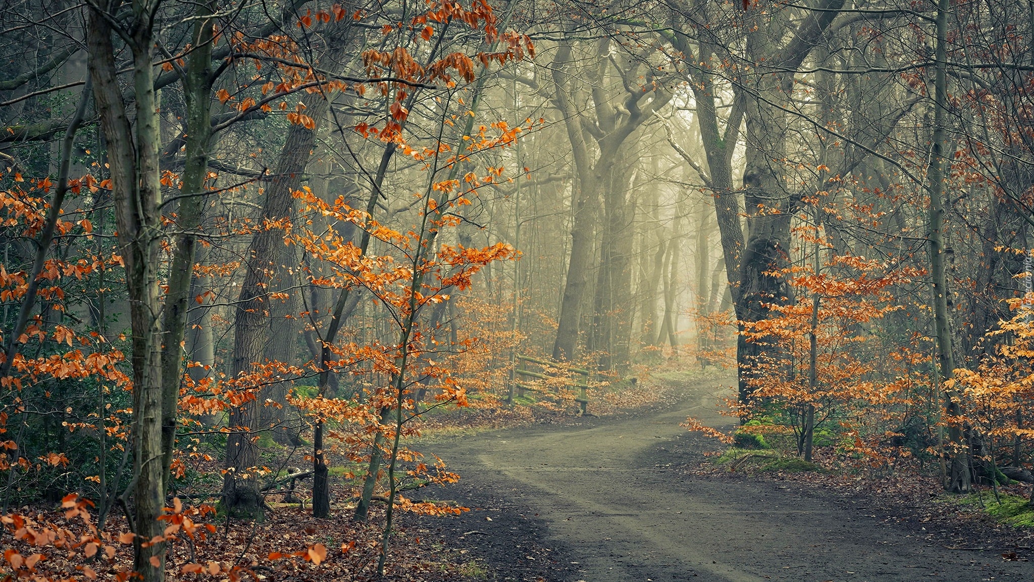 Droga, Drzewa, Las, Jesień, Pożółkłe, Liście